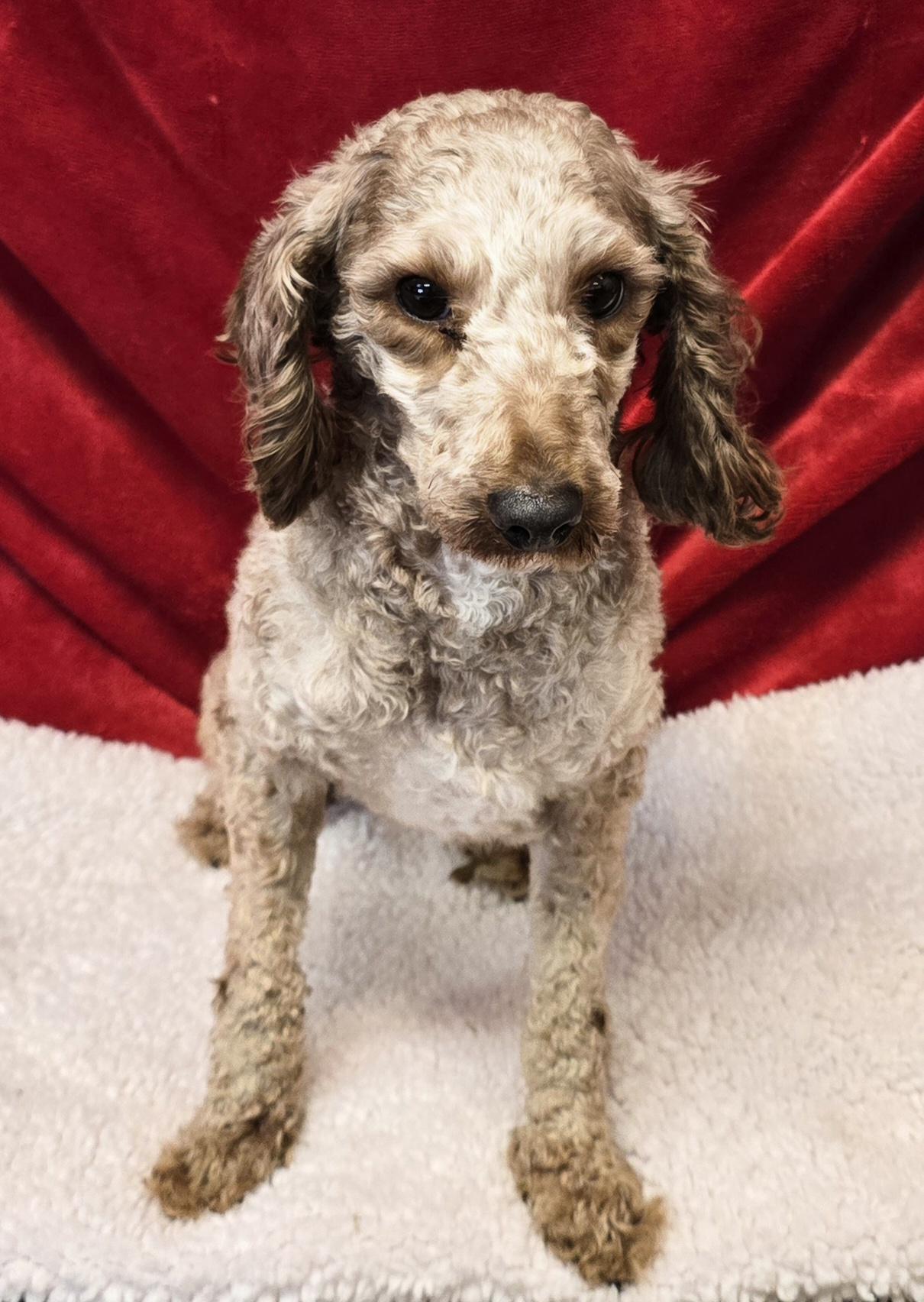 Enlarge Smootchie Red Lips, a ADOPTABLE Poodle (Toy) in LaGrange, IN image 4/6