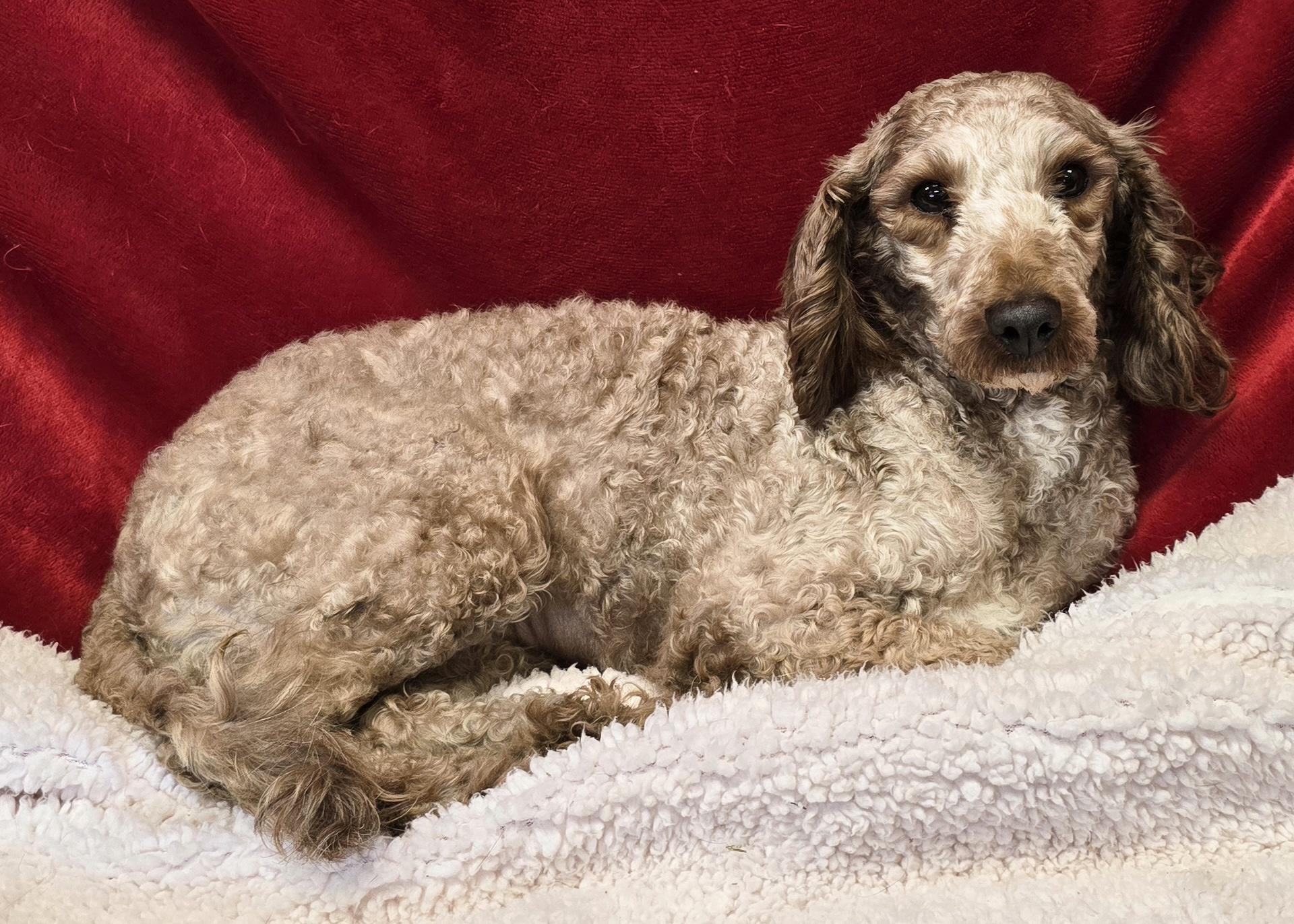 Enlarge Smootchie Red Lips, a ADOPTABLE Poodle (Toy) in LaGrange, IN image 5/6