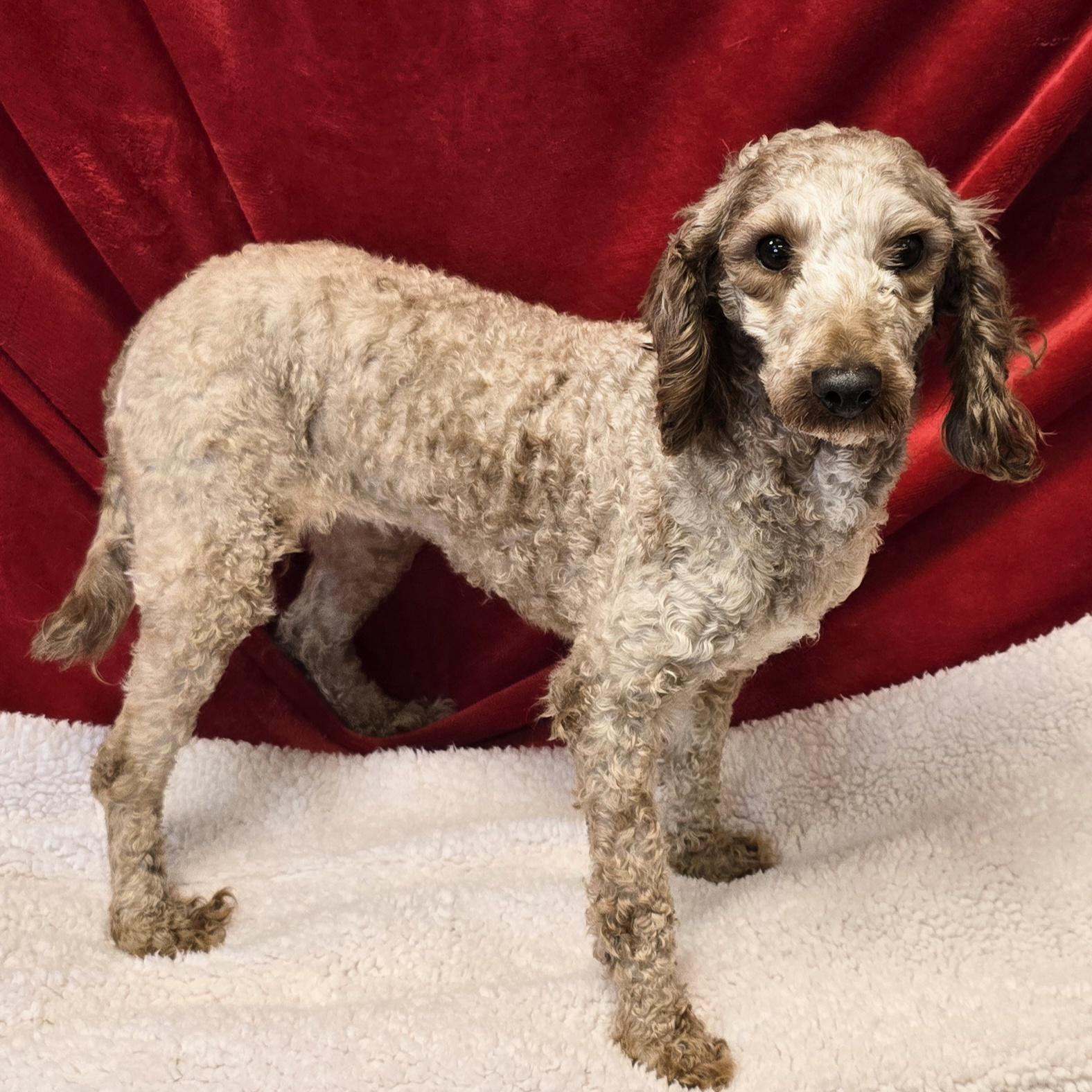 Smootchie Red Lips, ADOPTABLE, Adult Female Poodle (Toy).