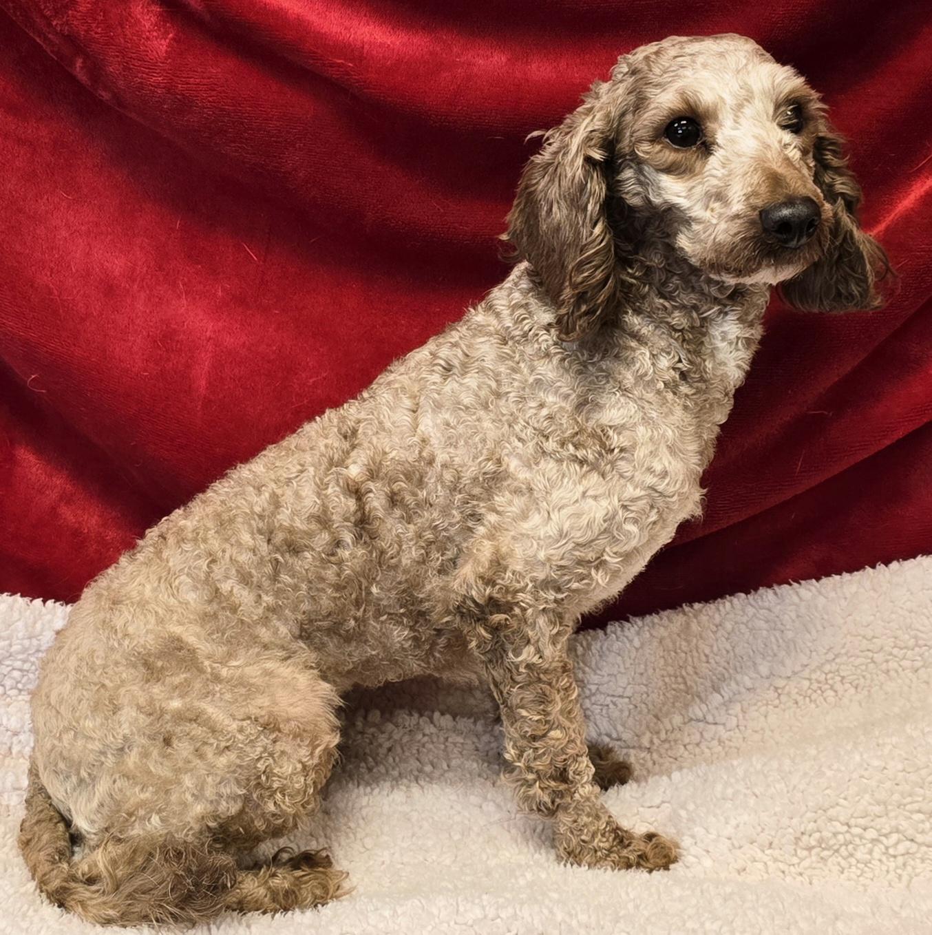 Enlarge Smootchie Red Lips, a ADOPTABLE Poodle (Toy) in LaGrange, IN image 6/6