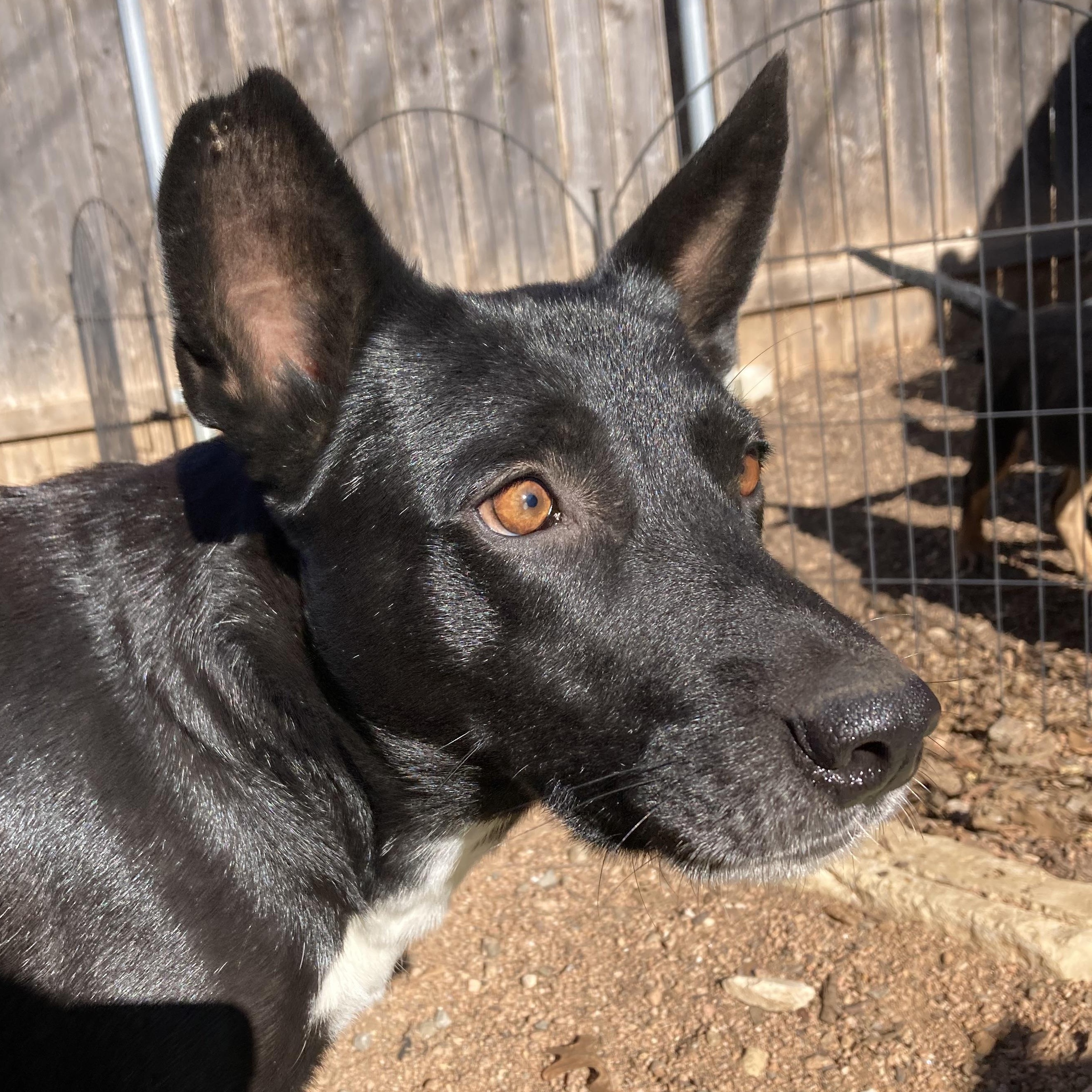 Babette — thumbnail 2