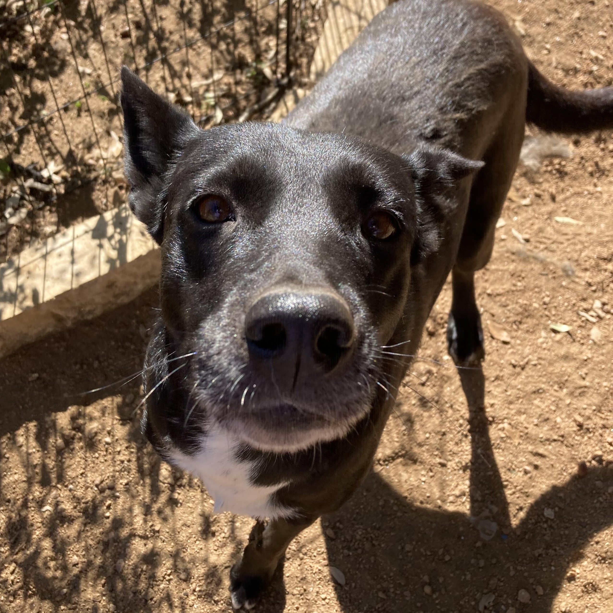 Babette — thumbnail 4