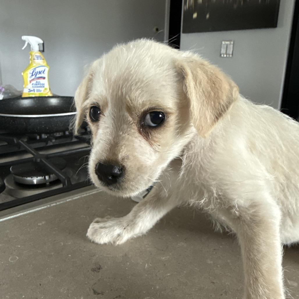 Chance, Adoptable, Puppy Male Terrier & Mixed Breed.