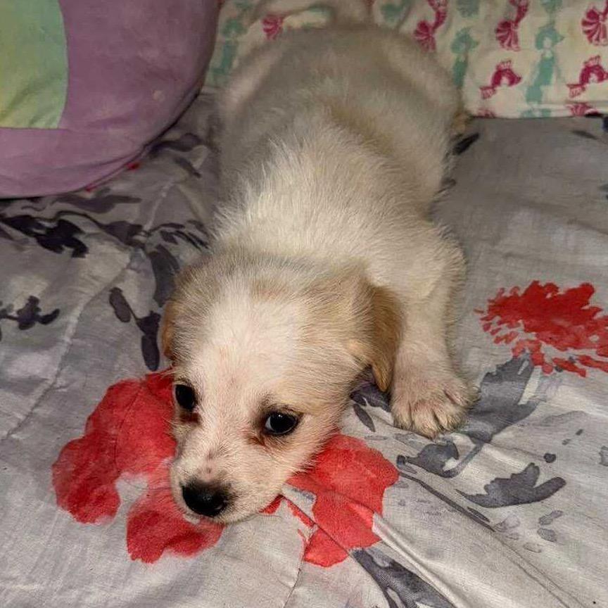 Enlarge Chance, a Adoptable mixed breed in San Diego, CA image 3/6