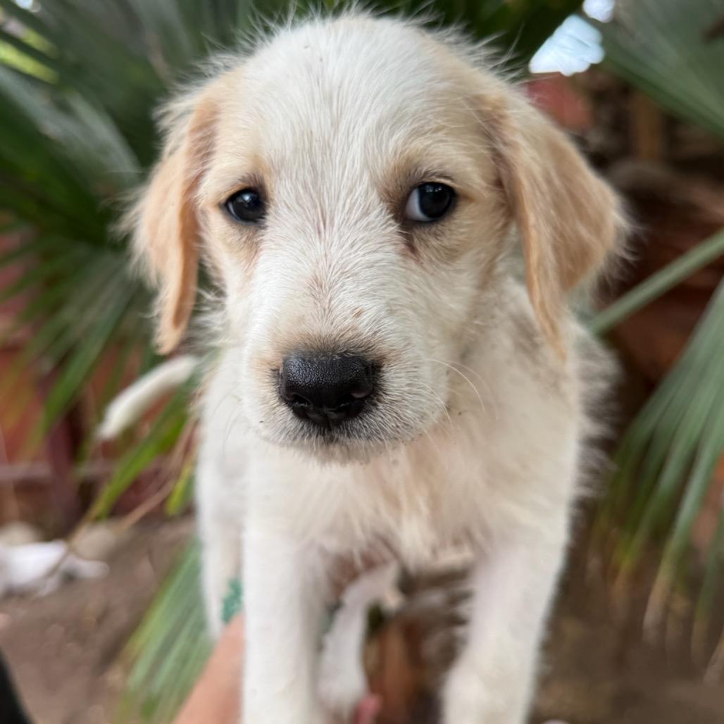 Enlarge Chance, a Adoptable mixed breed in San Diego, CA image 4/6