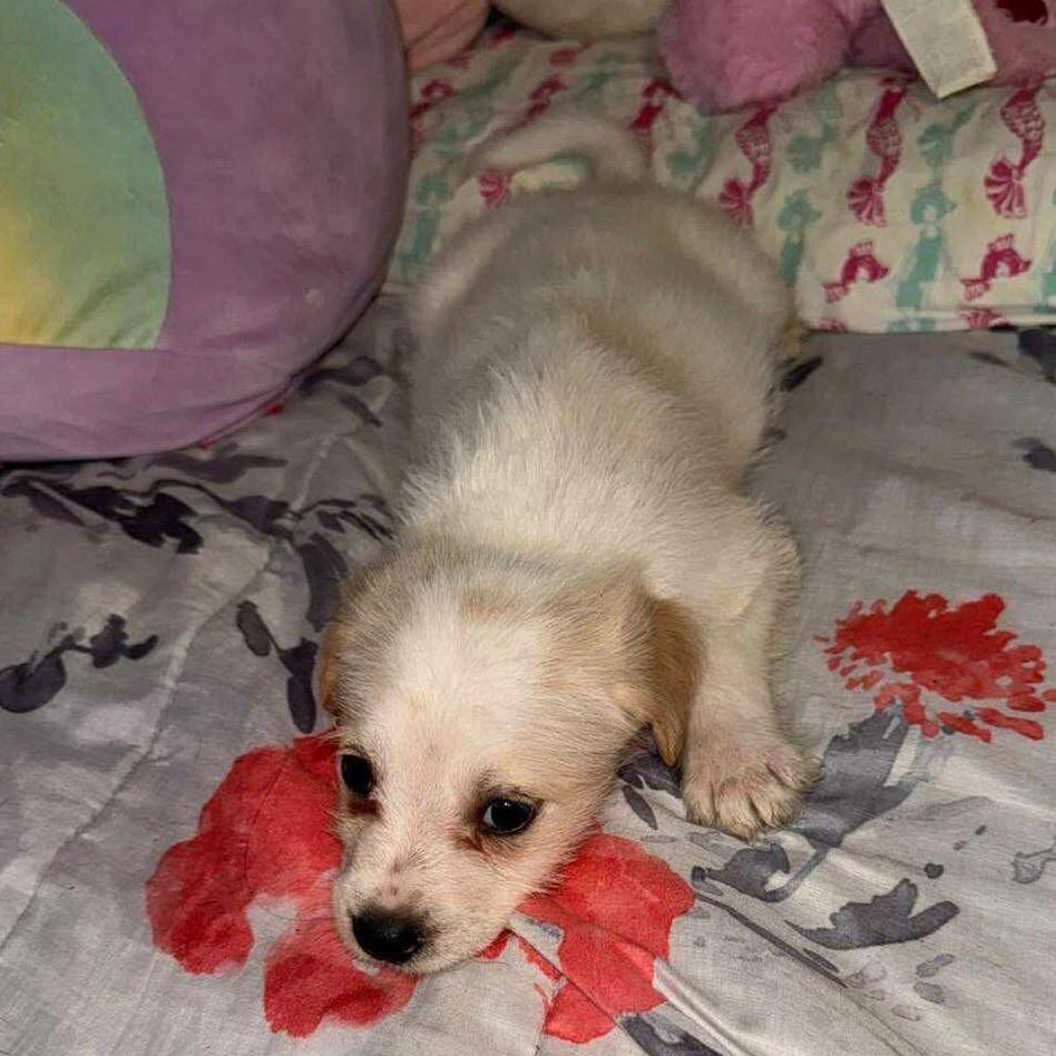 Enlarge Chance, a Adoptable mixed breed in San Diego, CA image 5/6