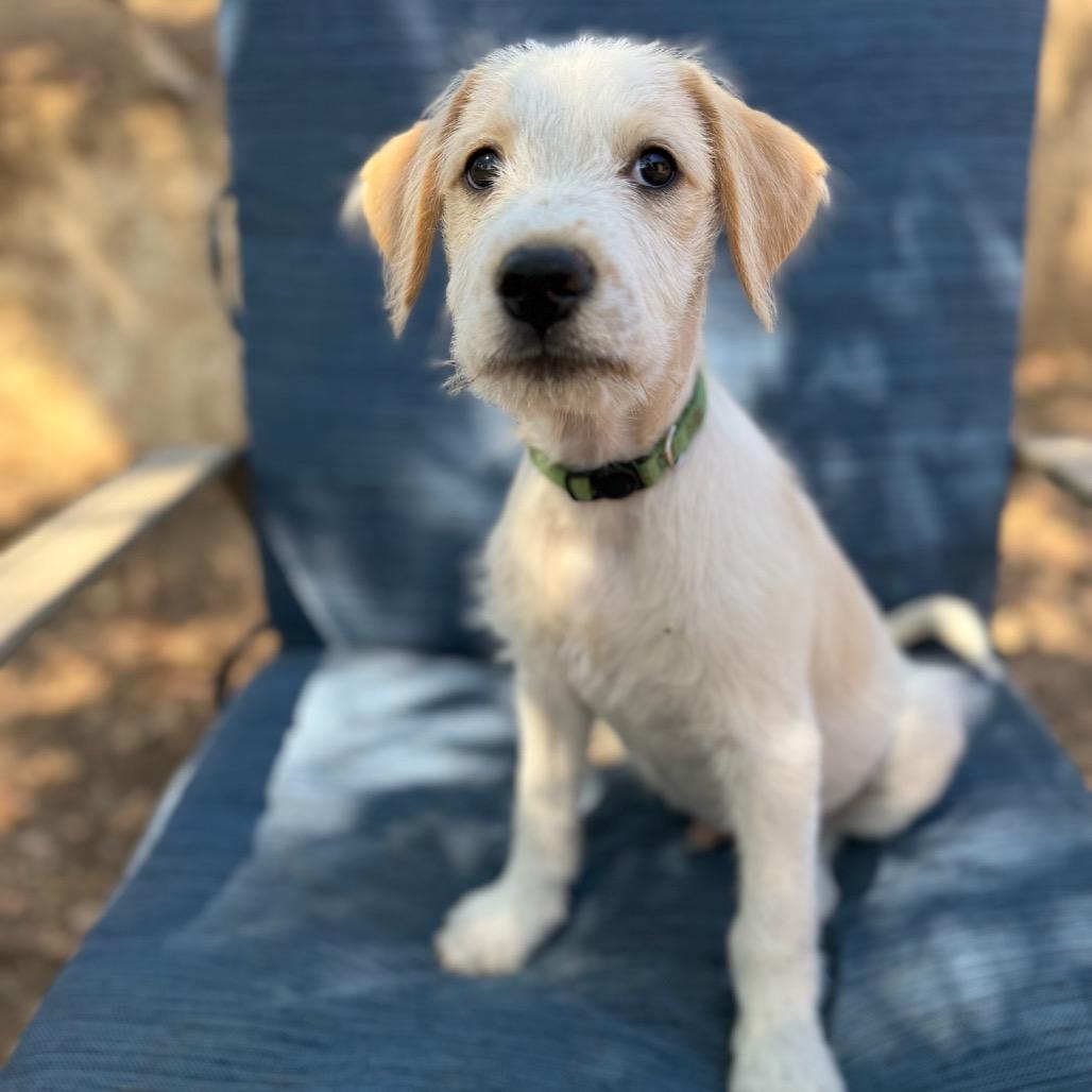 Enlarge Chance, a Adoptable mixed breed in San Diego, CA image 6/6