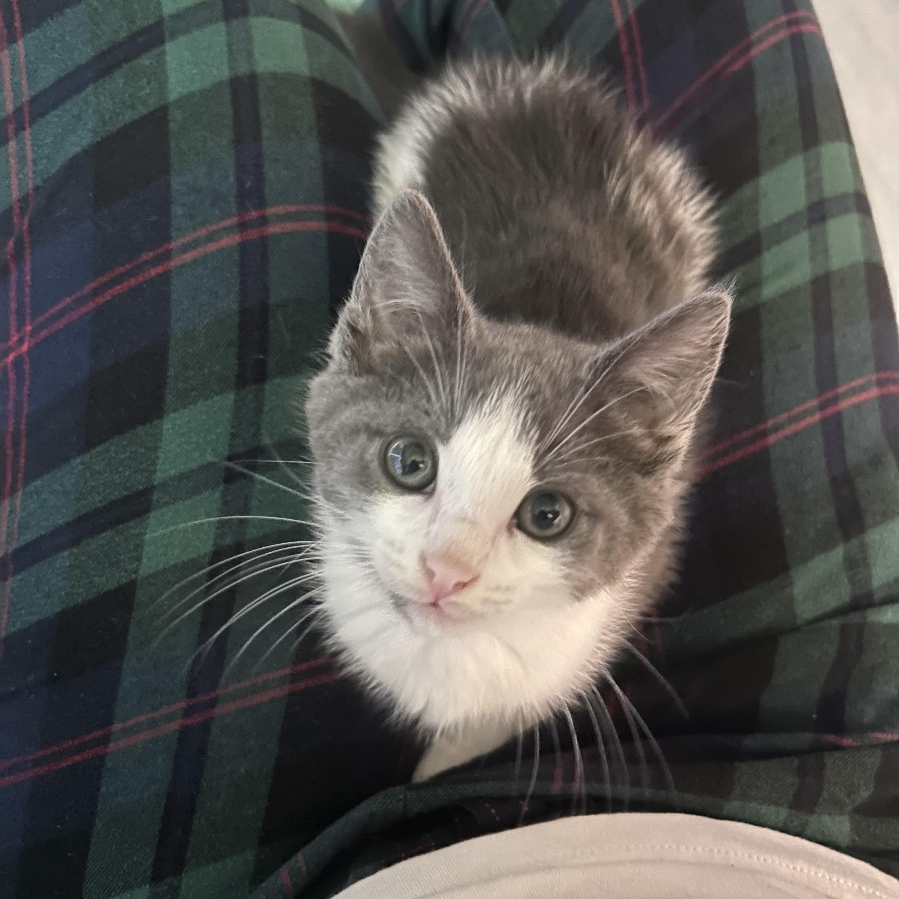 Crab (Classic C), an adopted Domestic Short Hair in Warminster, PA image 1/6