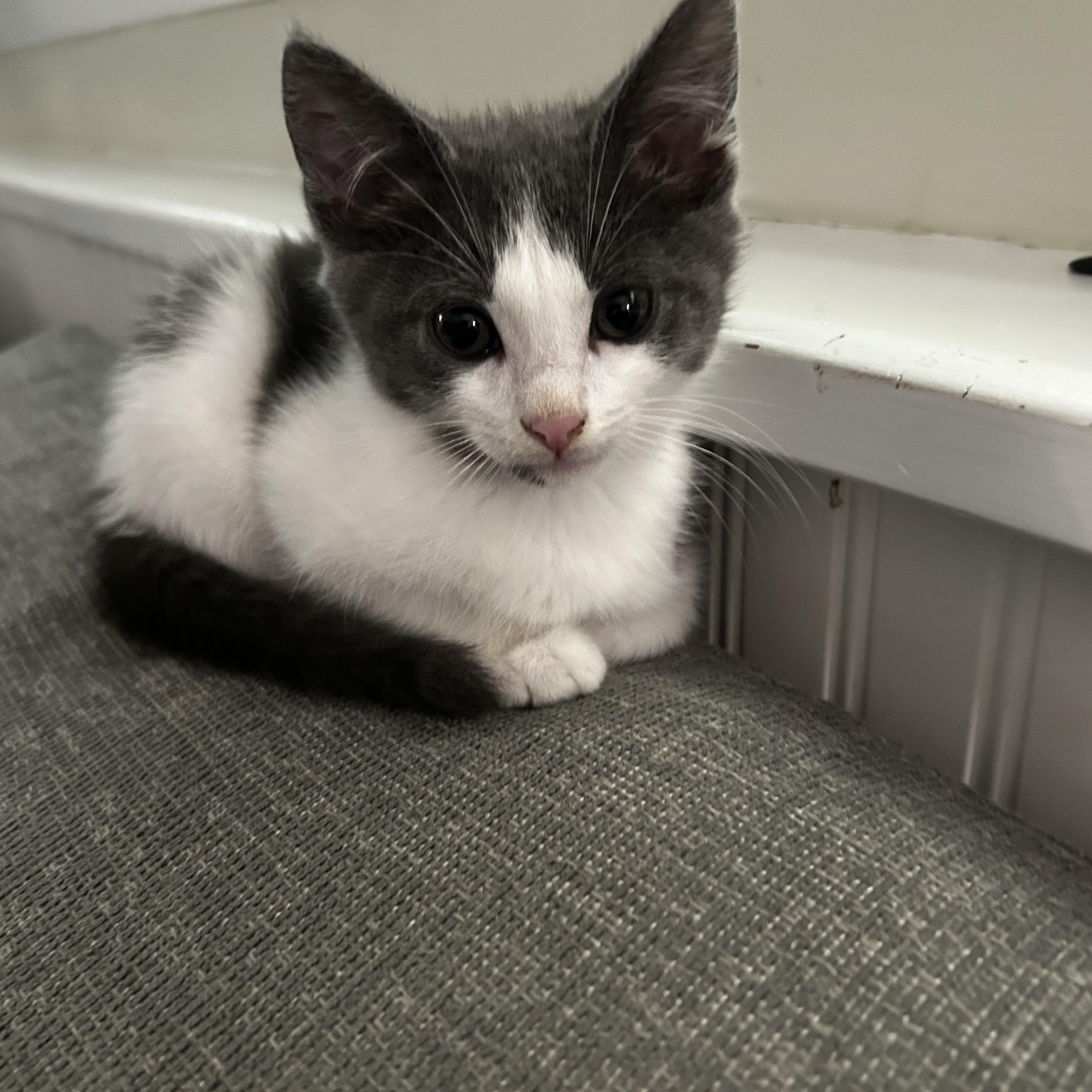 Crab (Classic C), an adopted Domestic Short Hair in Warminster, PA image 4/6