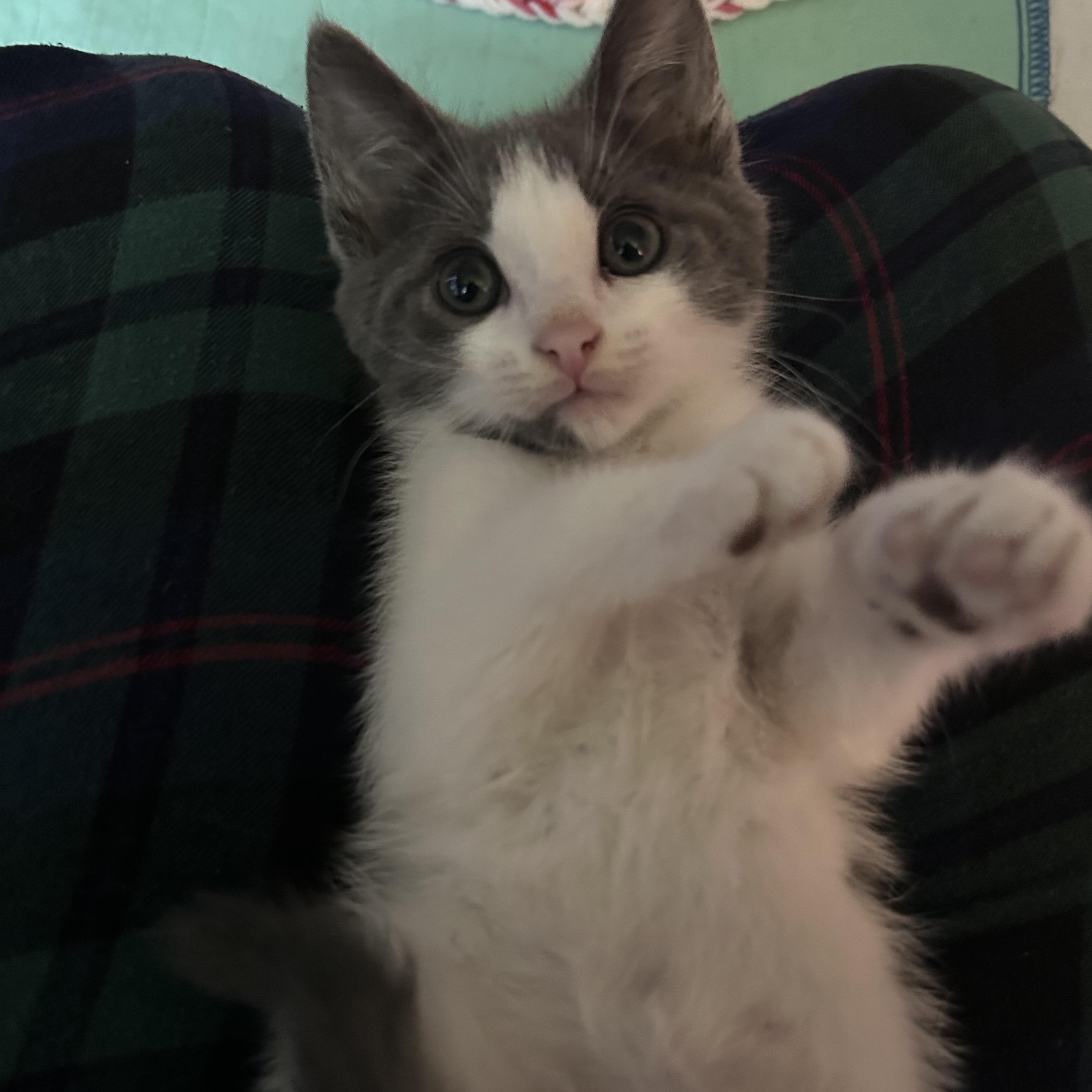 Crab (Classic C), an adopted Domestic Short Hair in Warminster, PA image 2/6
