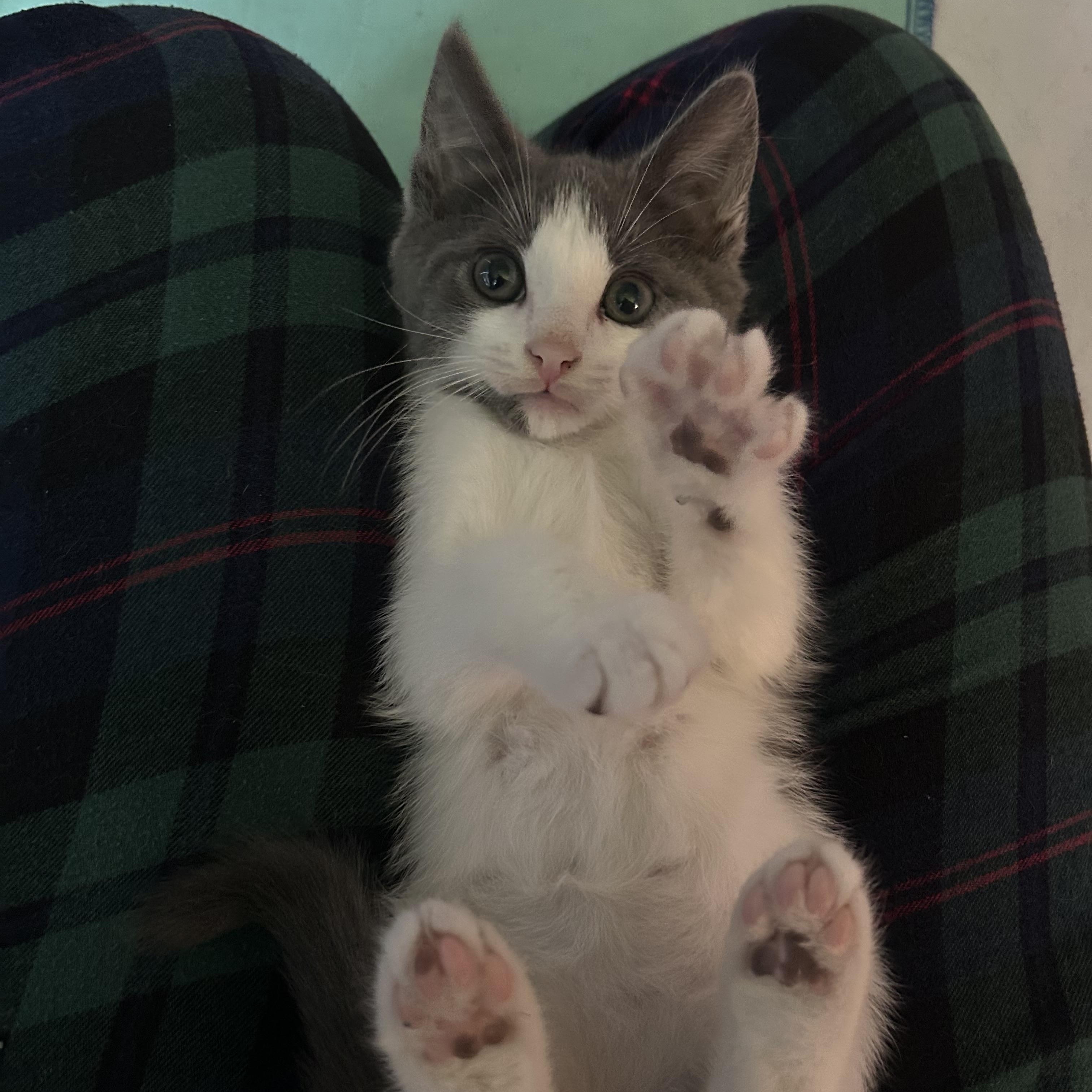 Crab (Classic C), an adopted Domestic Short Hair in Warminster, PA image 6/6
