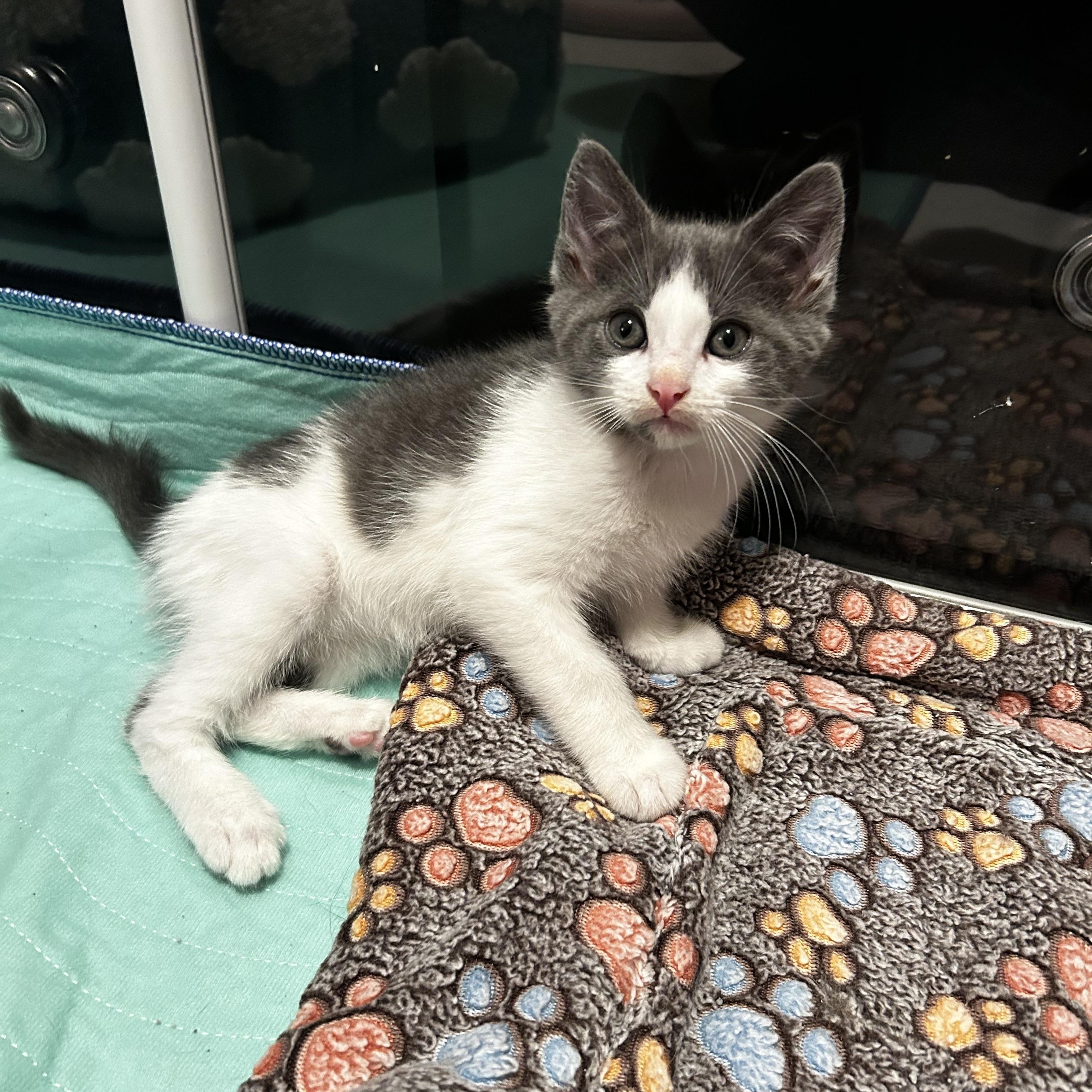 Crab (Classic C), an adopted Domestic Short Hair in Warminster, PA image 3/6