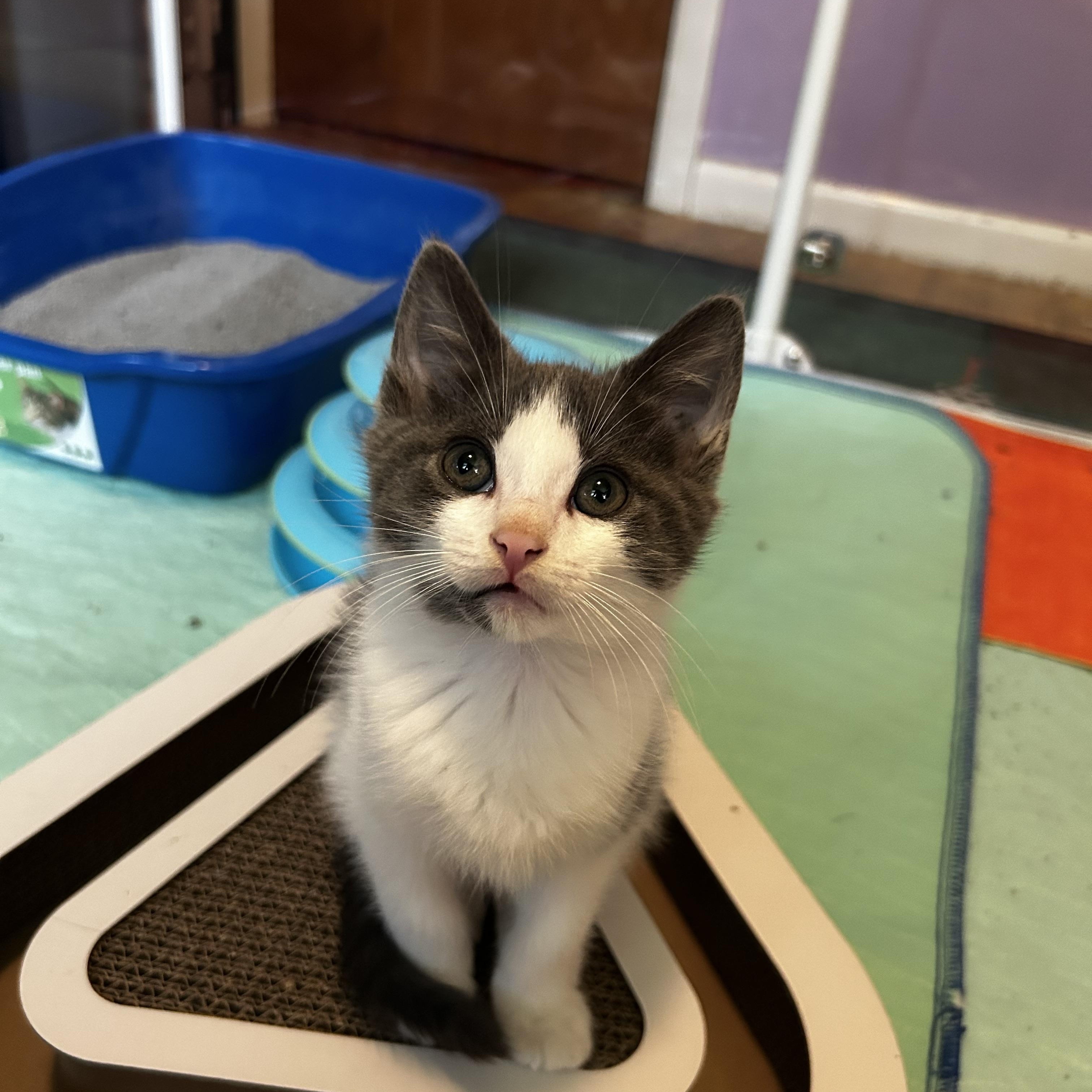 Crab (Classic C), an adopted Domestic Short Hair in Warminster, PA image 5/6