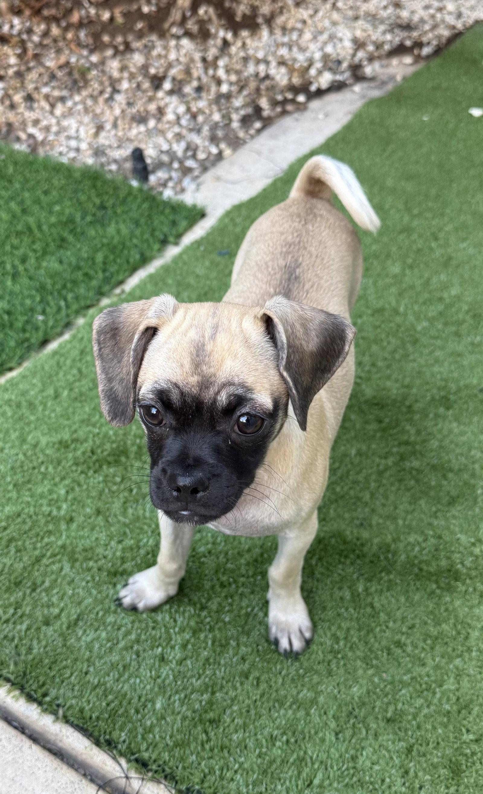 Enlarge Waffles, a Adoptable mixed breed in Capistrano Beach, CA image 3/3