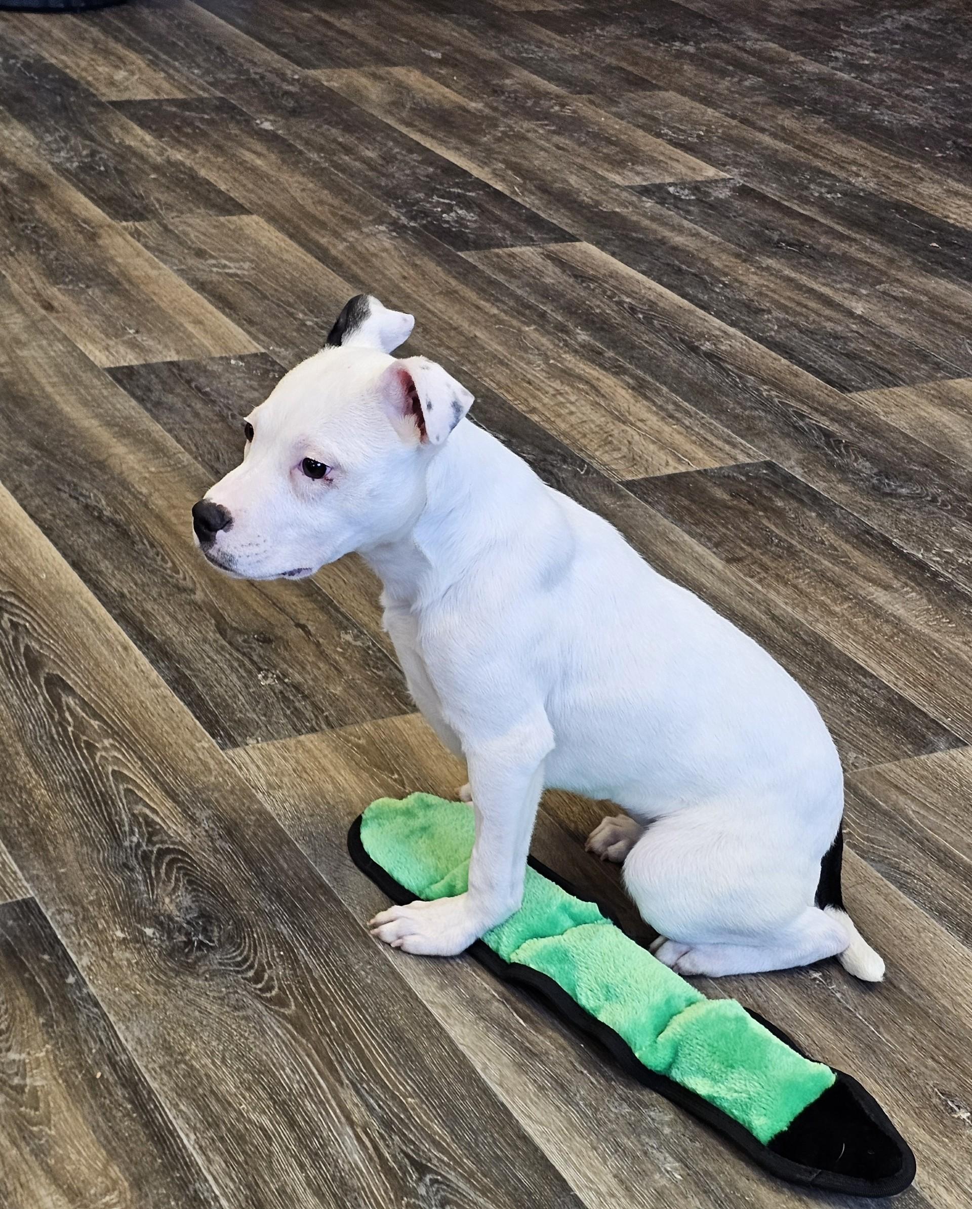 Tina, a ADOPTABLE Mixed Breed in Bay City, MI image 1/3