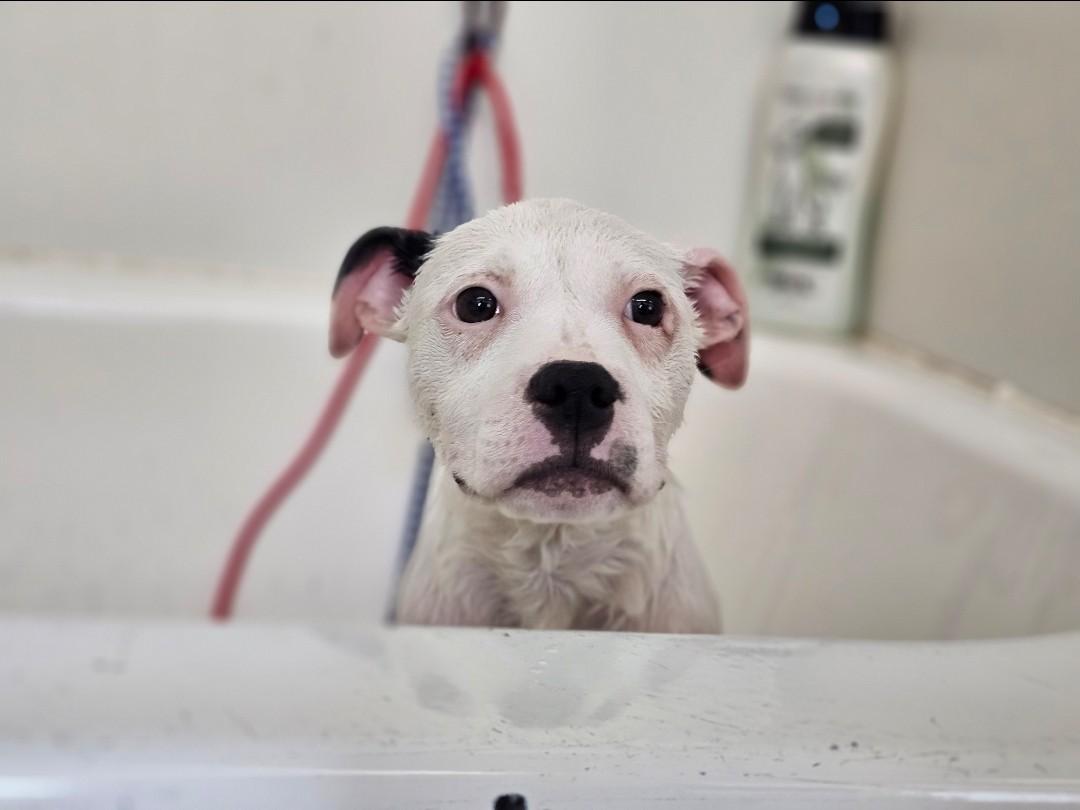 Tina, a ADOPTABLE Mixed Breed in Bay City, MI image 2/3