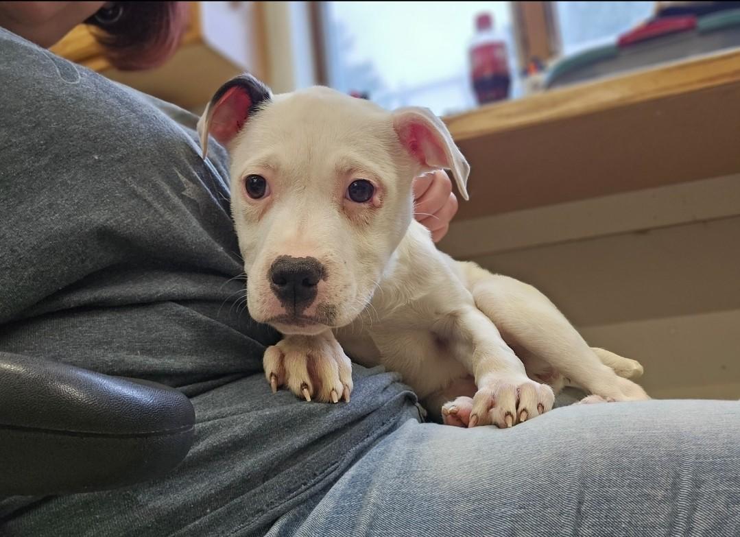 Tina, a ADOPTABLE Mixed Breed in Bay City, MI image 3/3