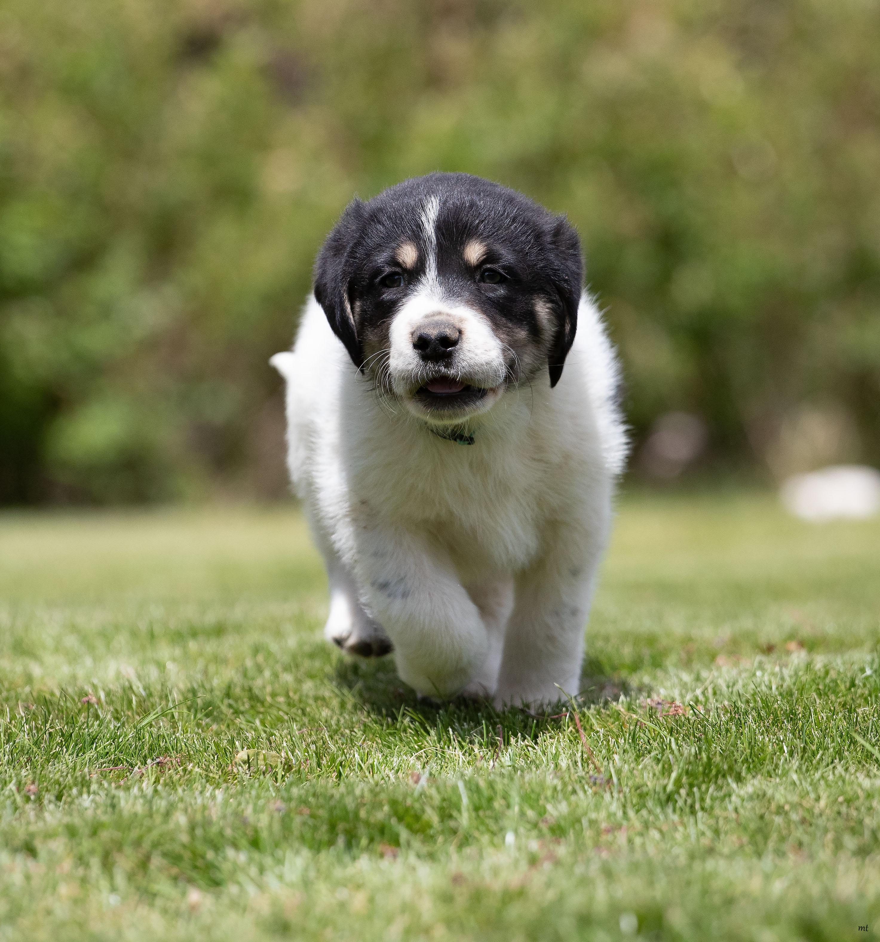 Enlarge Huckleberry, an adopted mixed breed in Washoe Valley, NV image 4/5