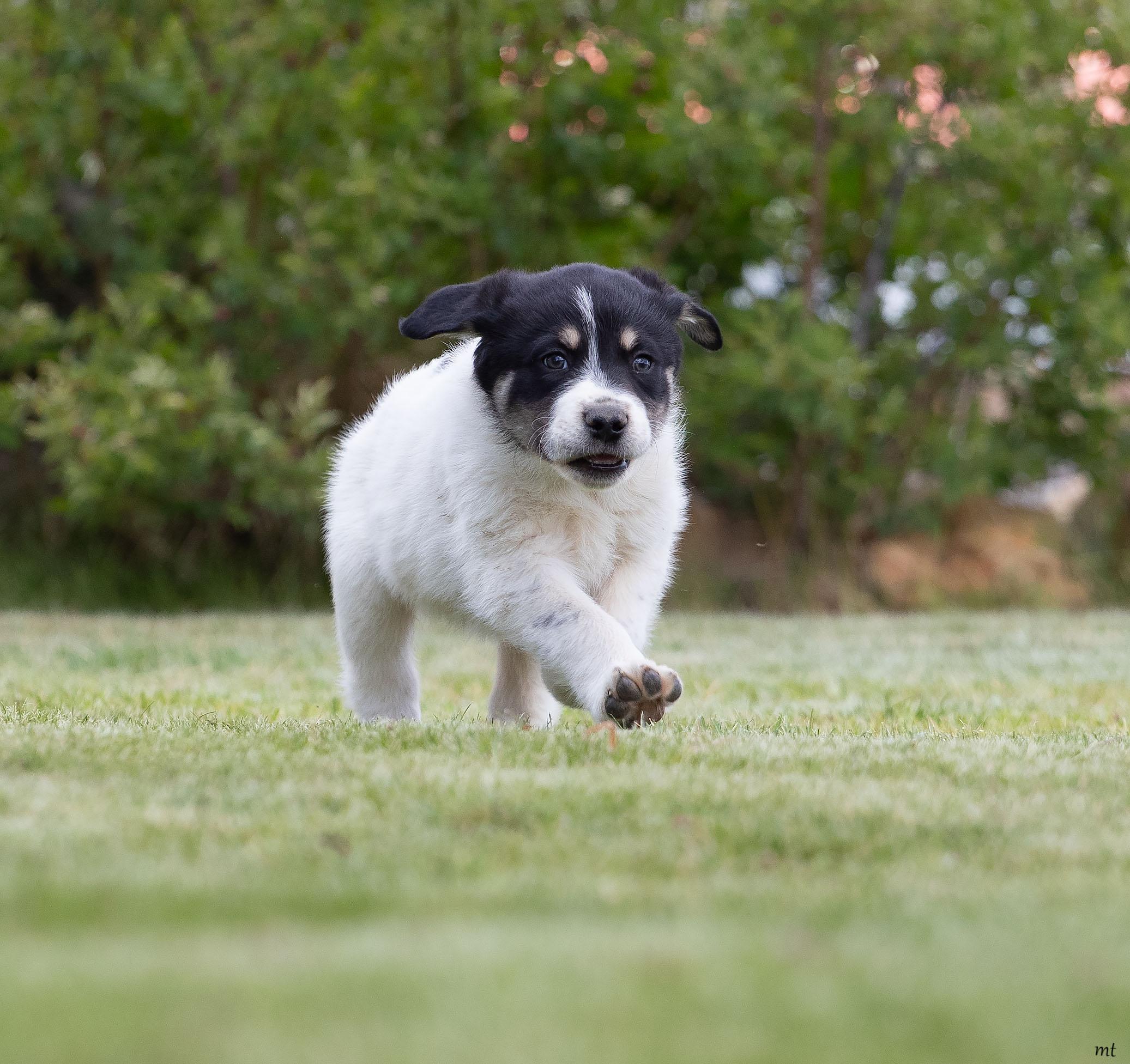 Enlarge Huckleberry, an adopted mixed breed in Washoe Valley, NV image 2/5