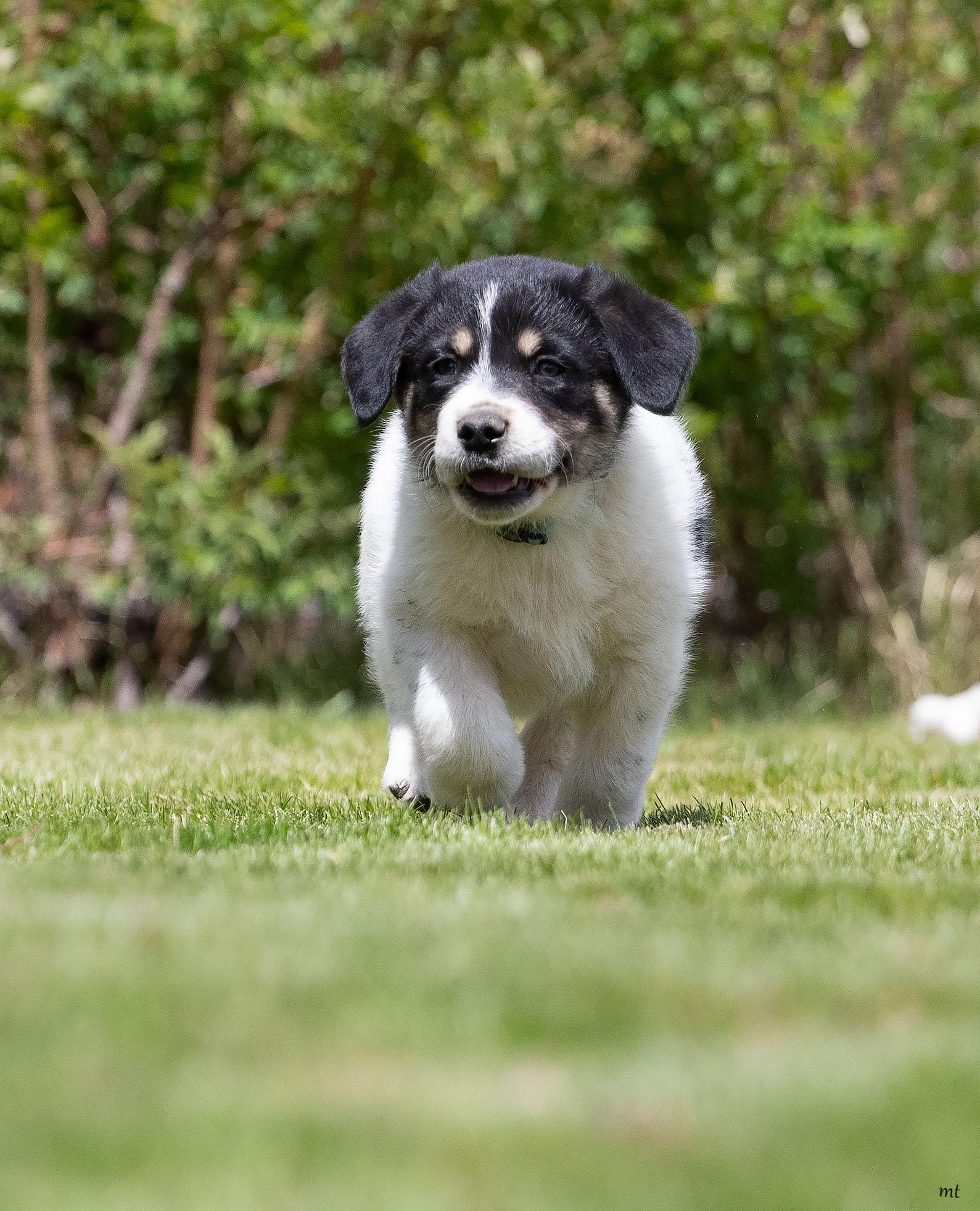 Enlarge Huckleberry, an adopted mixed breed in Washoe Valley, NV image 5/5