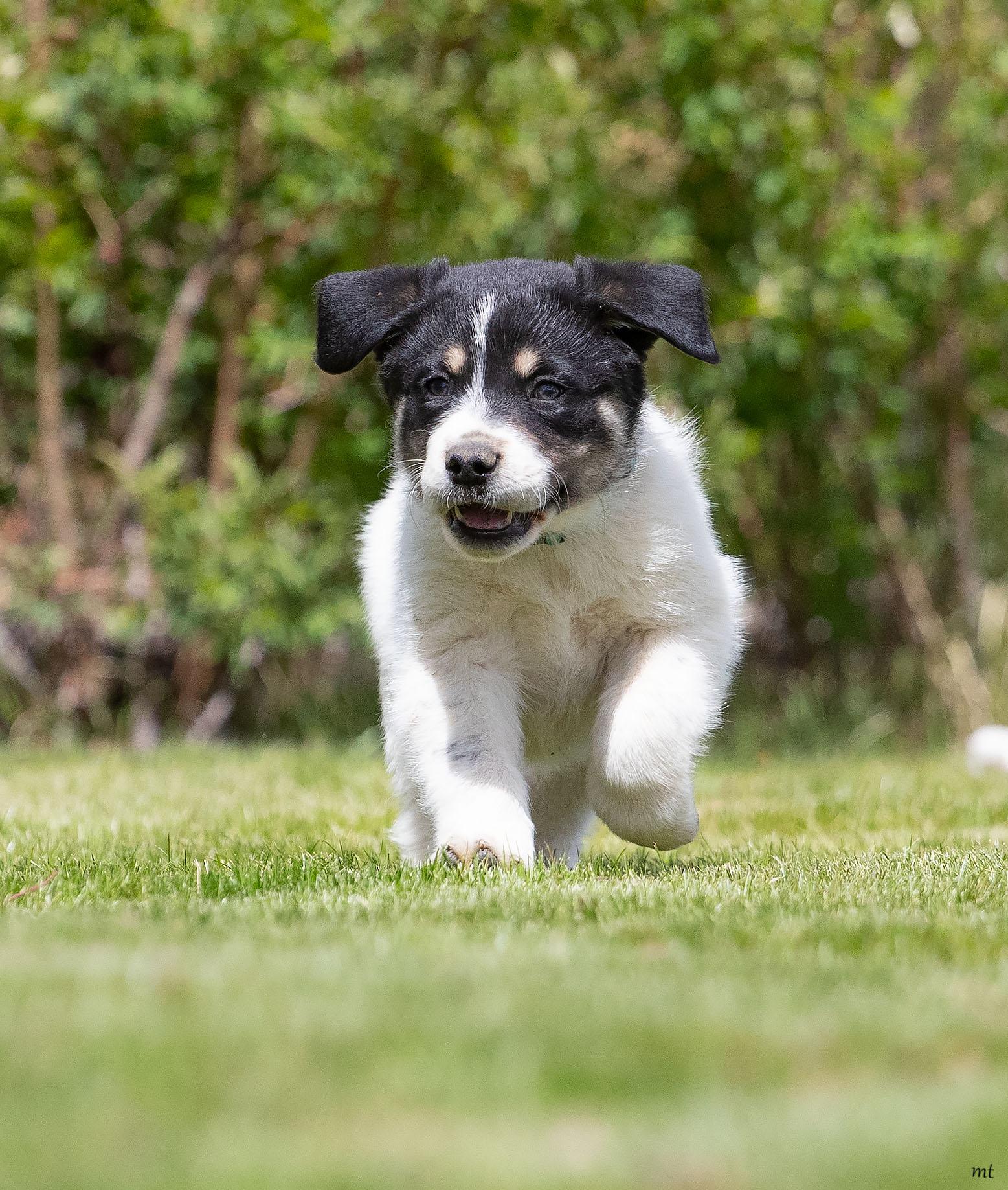 Huckleberry, adopted, Puppy Male Labrador Retriever & Great Pyrenees.