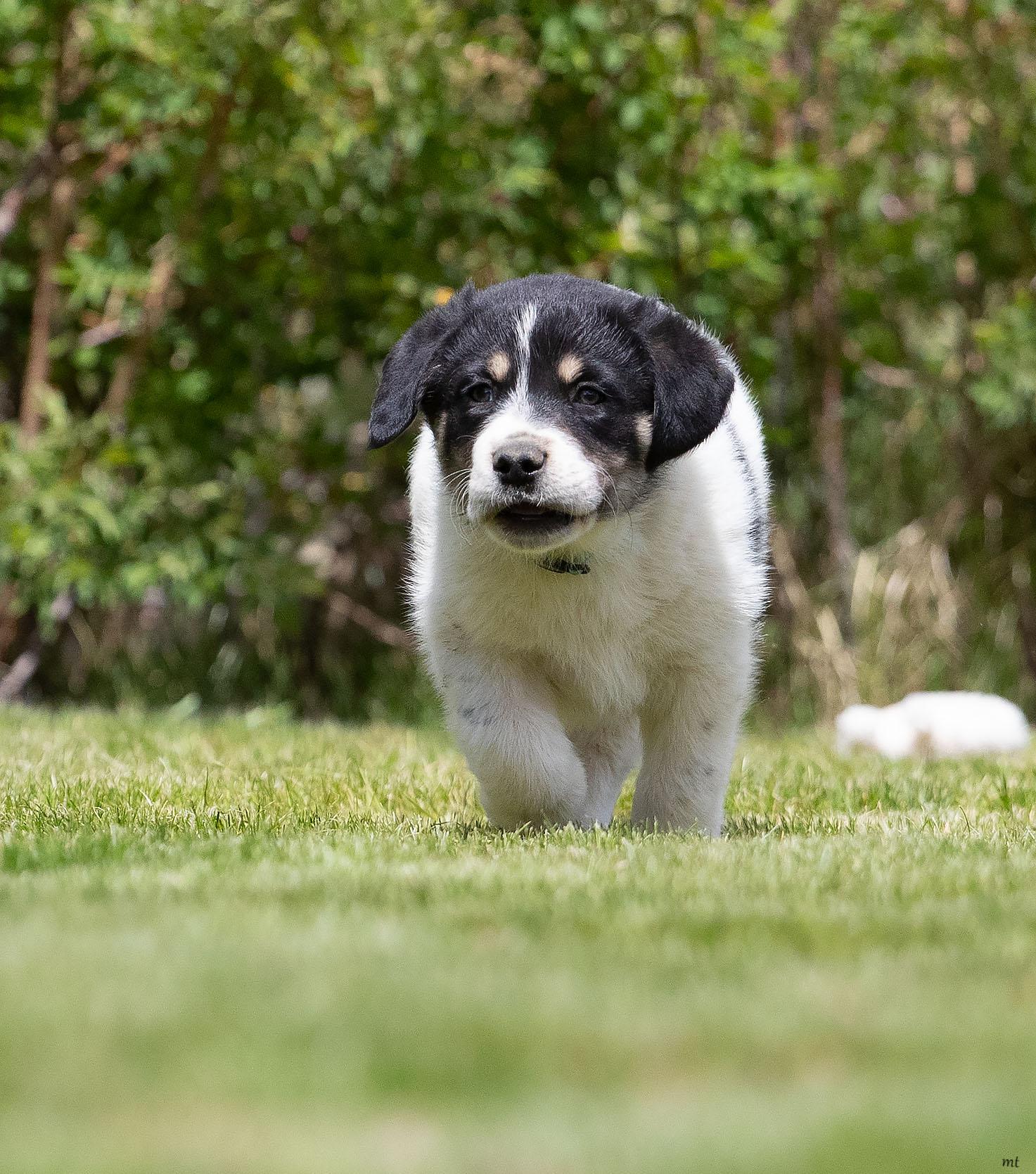 Enlarge Huckleberry, an adopted mixed breed in Washoe Valley, NV image 3/5