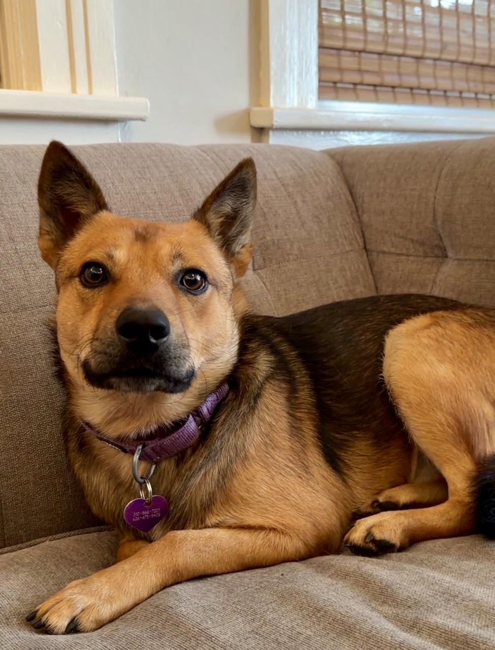 Enlarge ZEP loves dogs, a Adoptable mixed breed in Sherman Oaks, CA image 1/5