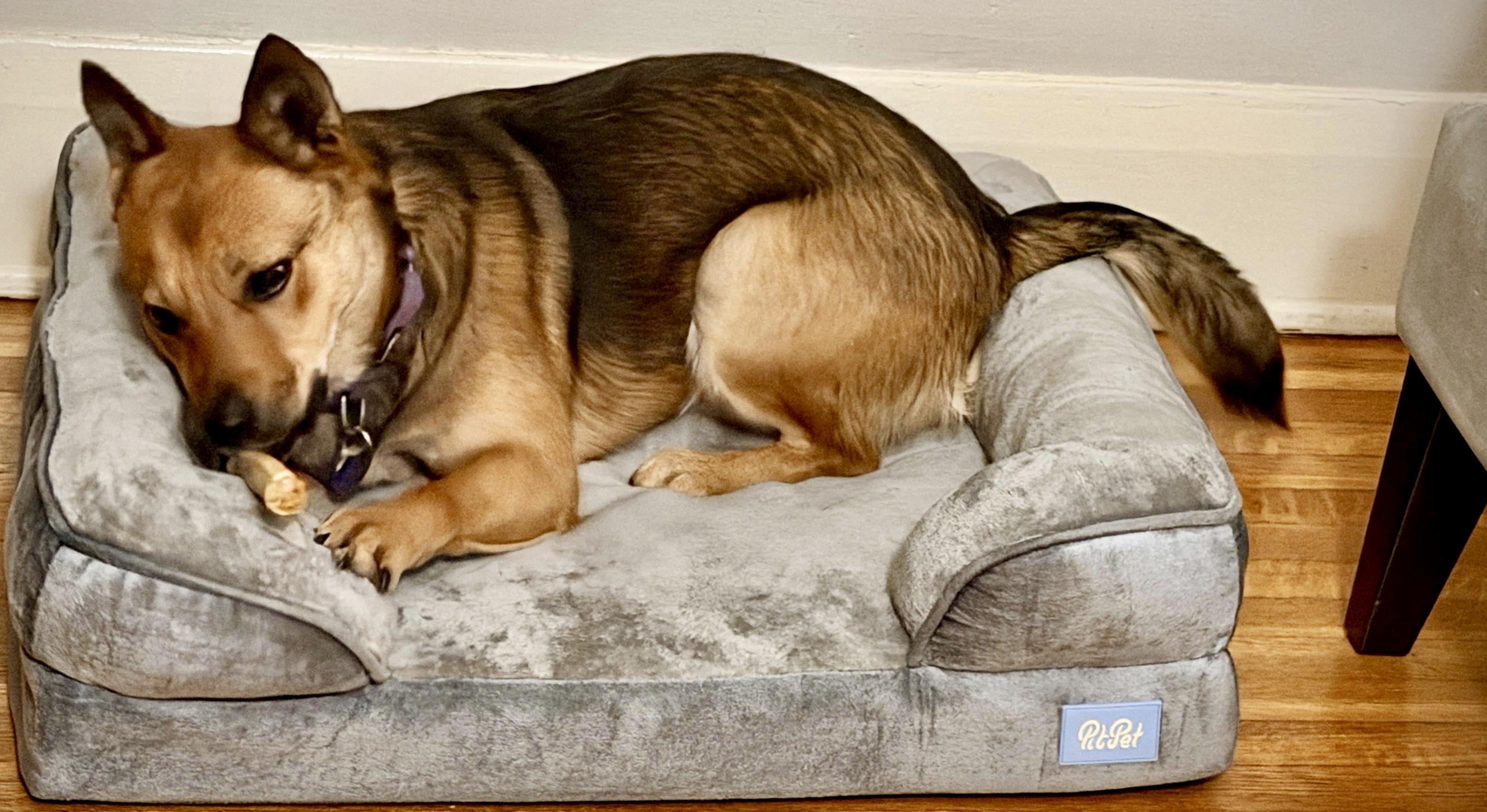 Enlarge ZEP loves dogs, a Adoptable mixed breed in Sherman Oaks, CA image 2/5