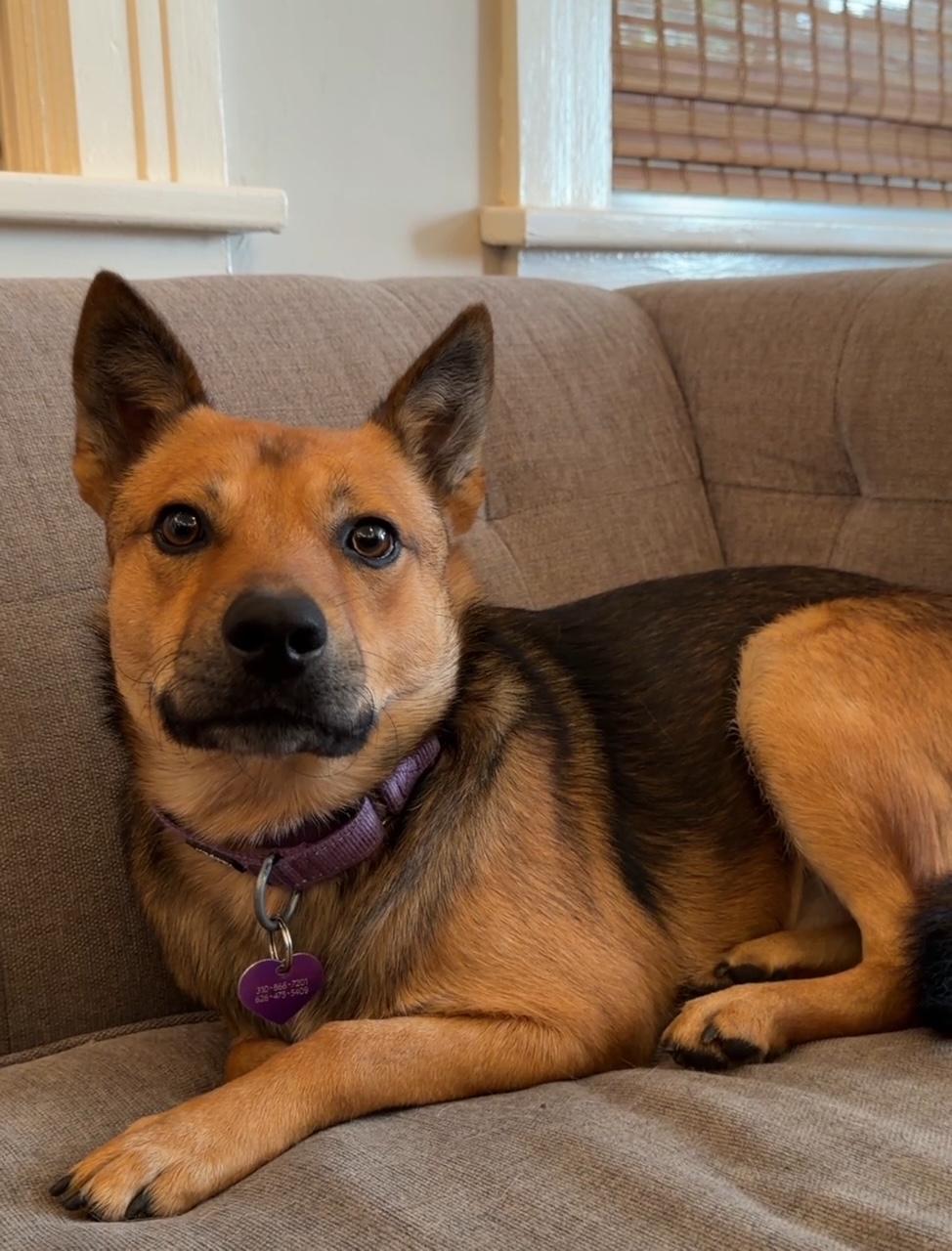 Enlarge ZEP, a Adoptable mixed breed in Sherman Oaks, CA image 1/5