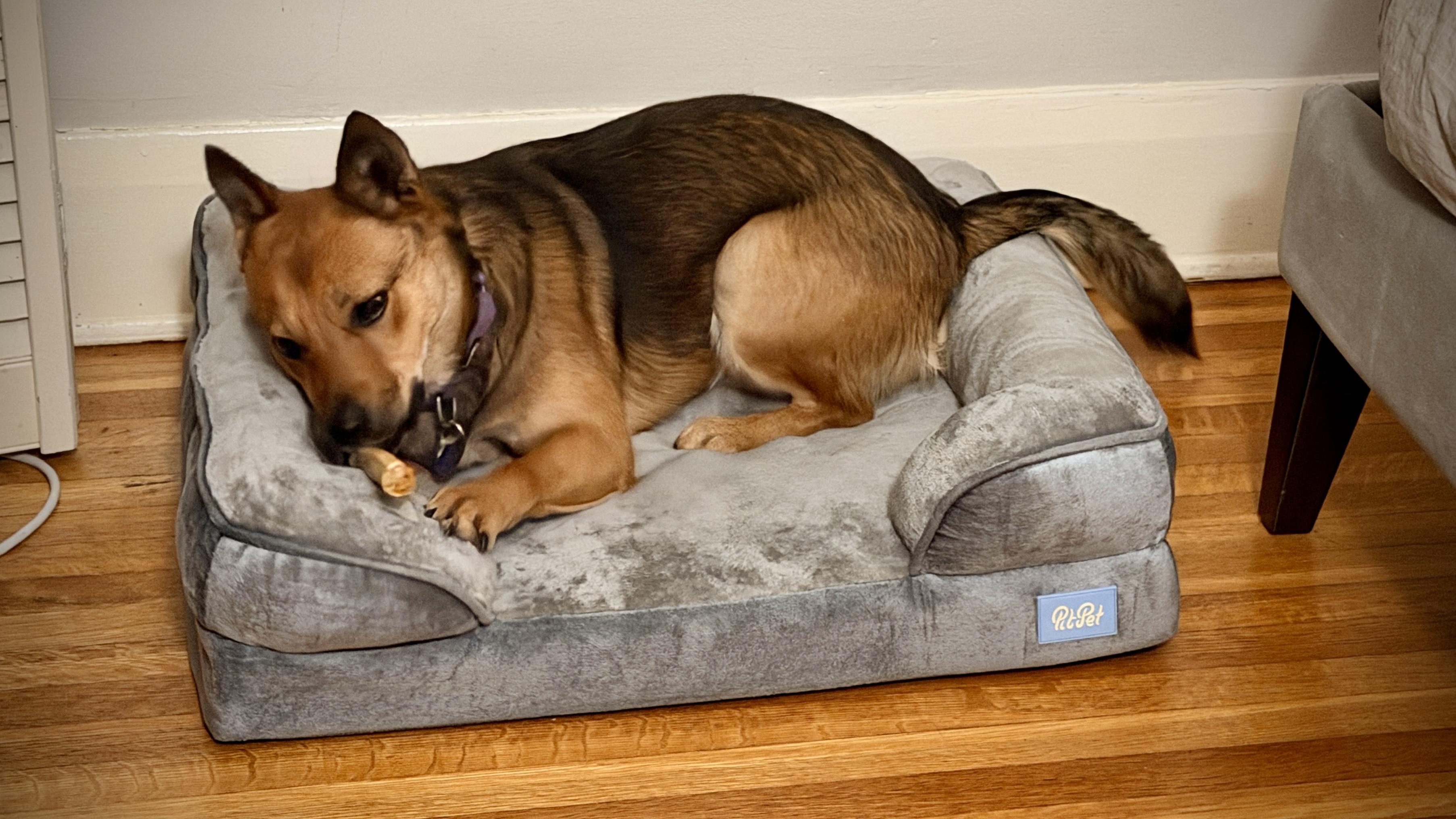 Enlarge ZEP, a Adoptable mixed breed in Sherman Oaks, CA image 3/5