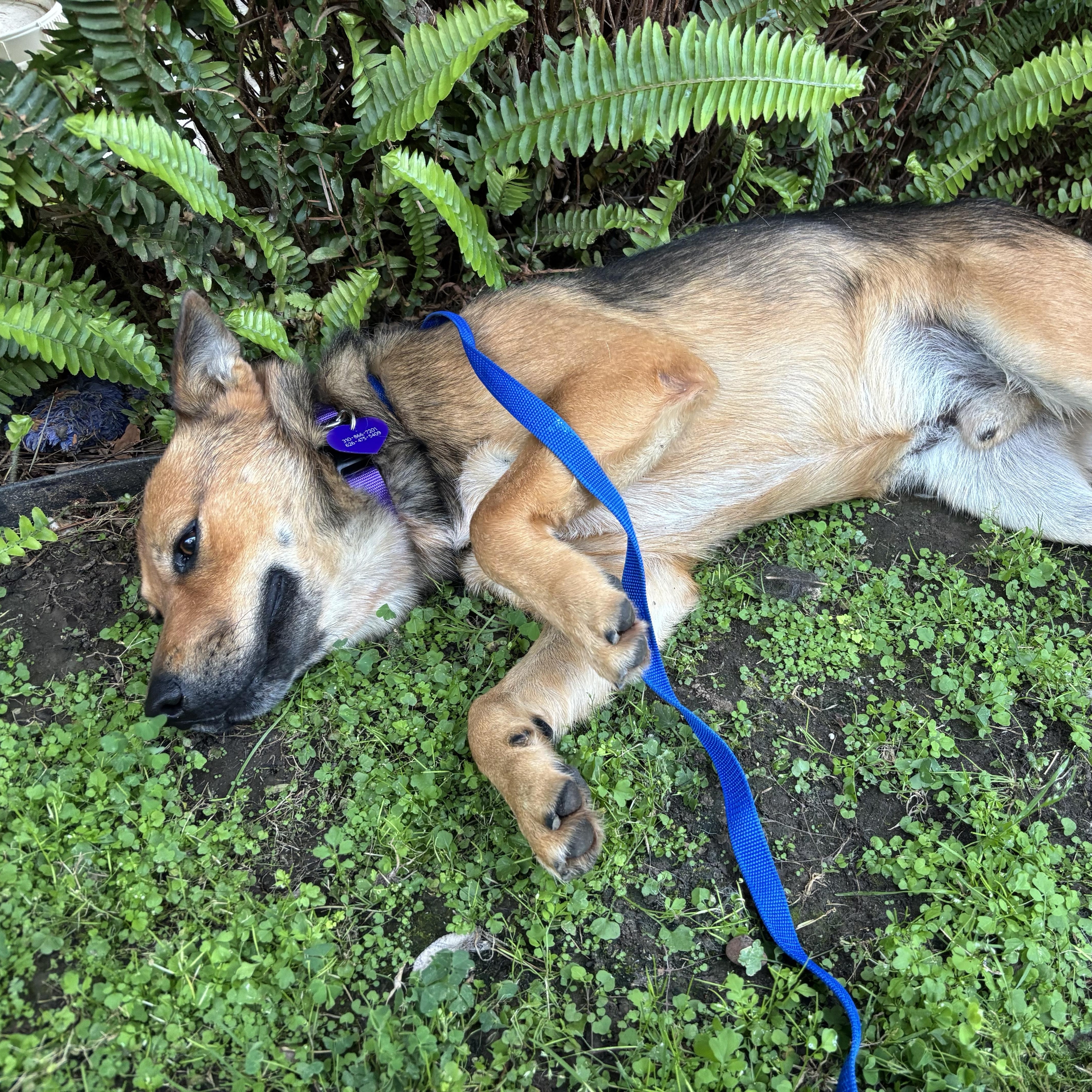 Enlarge ZEP, a Adoptable mixed breed in Sherman Oaks, CA image 4/5