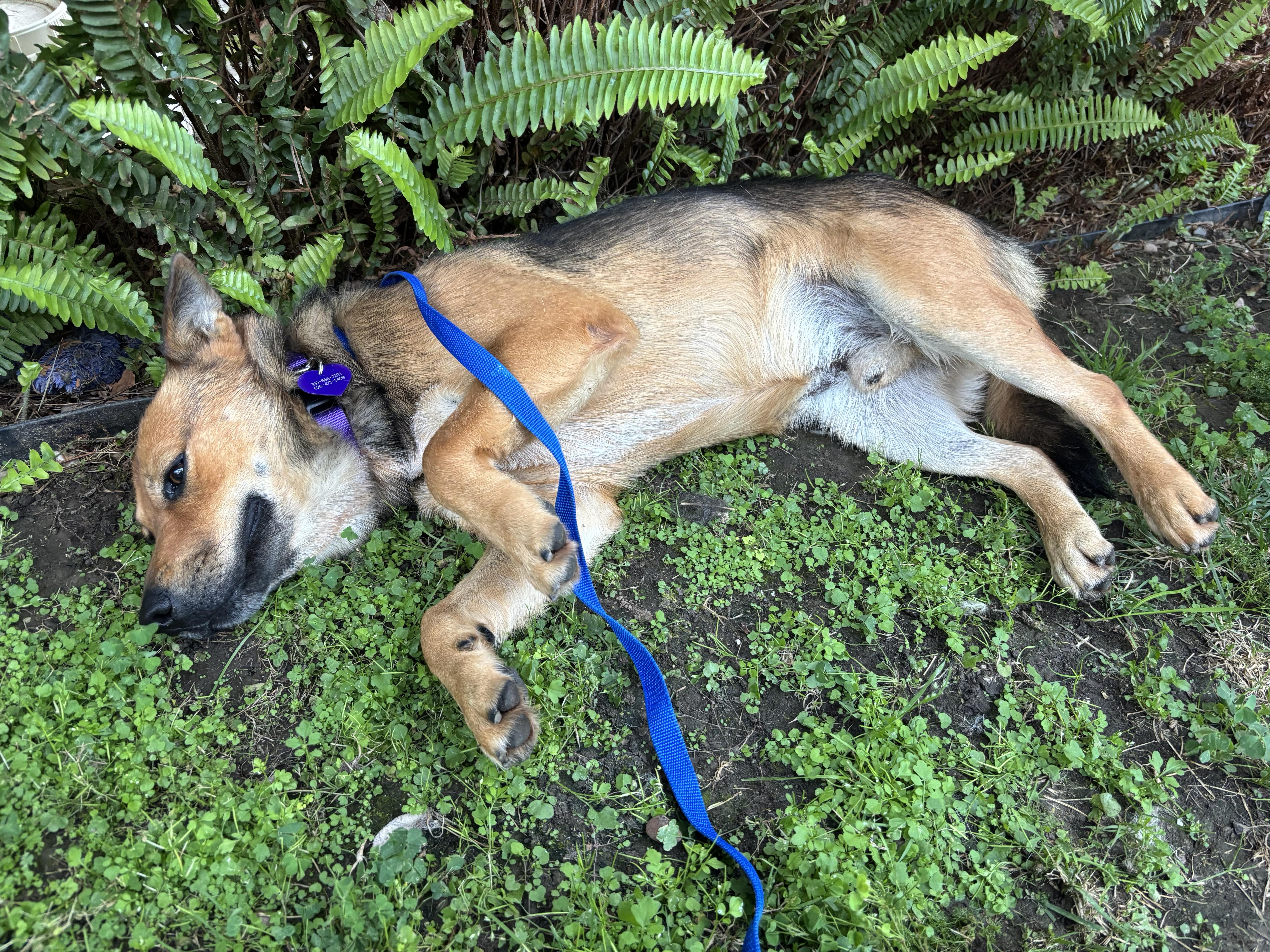 Enlarge ZEP, a Adoptable mixed breed in Sherman Oaks, CA image 4/5