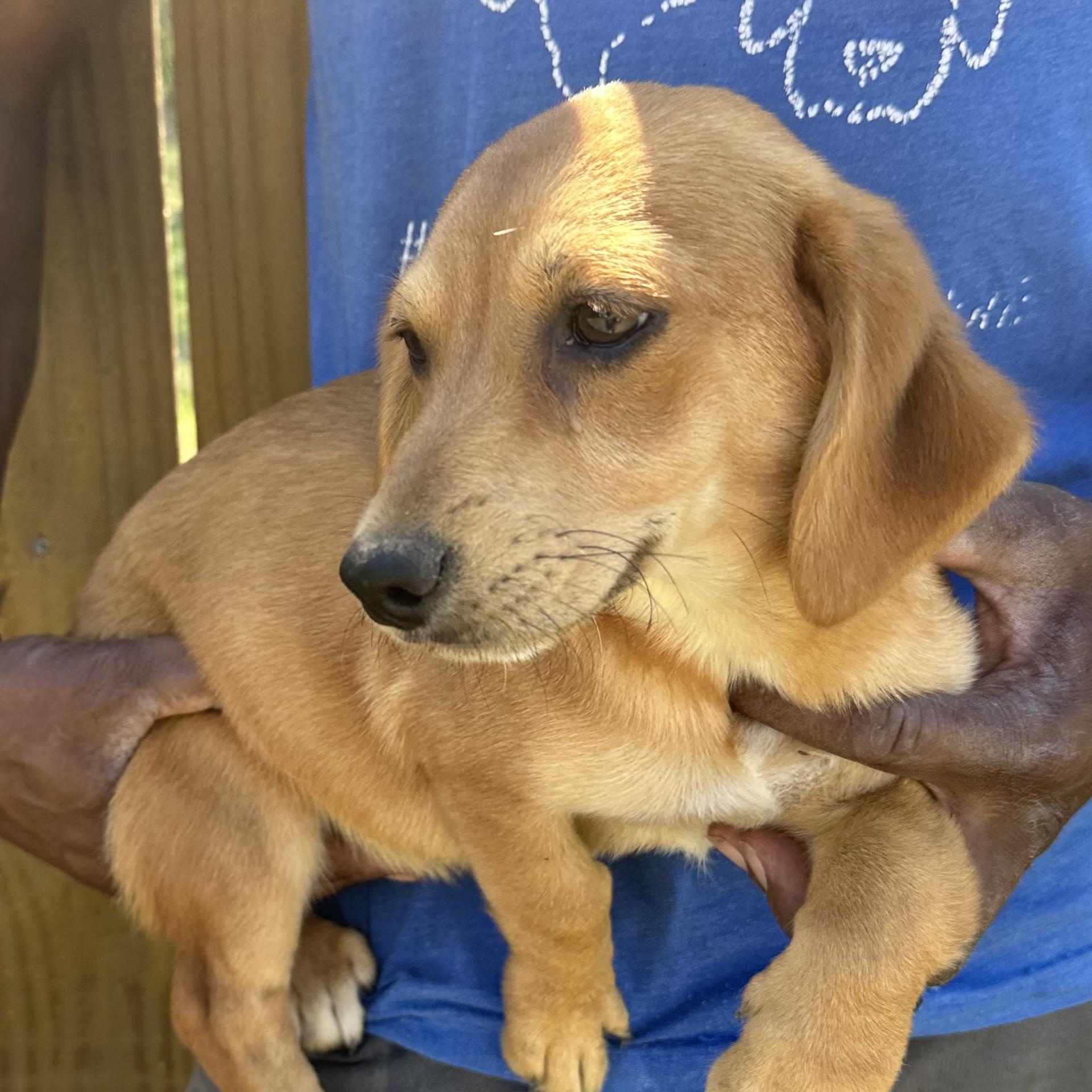 Enlarge Buddy - Local April 10-12, a found mixed breed in North Smithfield, RI image 2/6