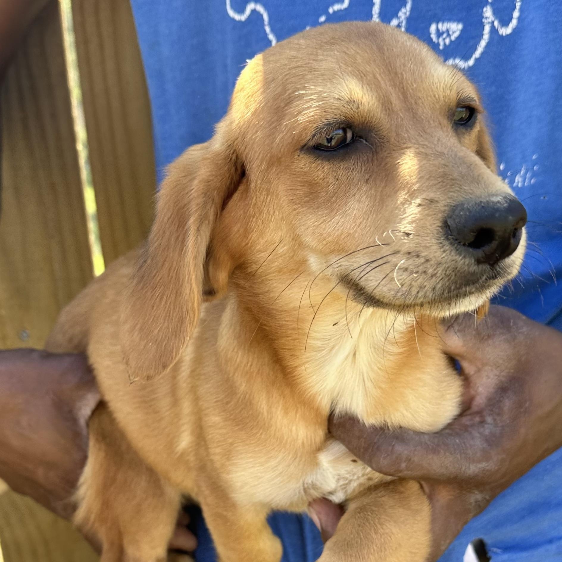 Enlarge Buddy - Local April 10-12, a found mixed breed in North Smithfield, RI image 5/6