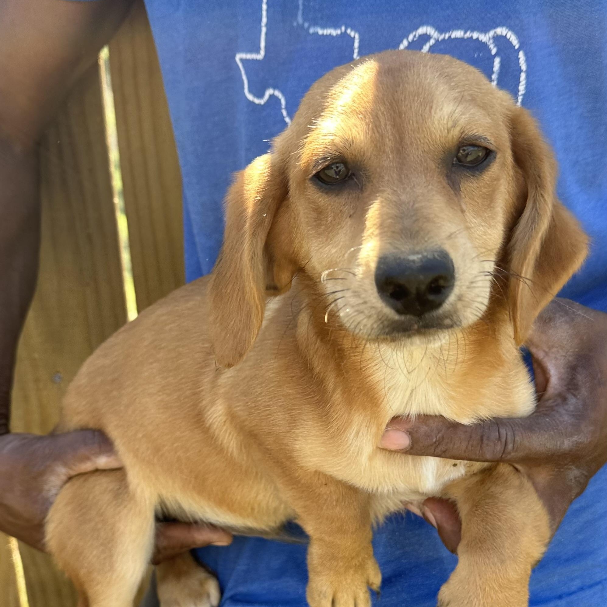 Enlarge Buddy - Local April 10-12, a found mixed breed in North Smithfield, RI image 1/6