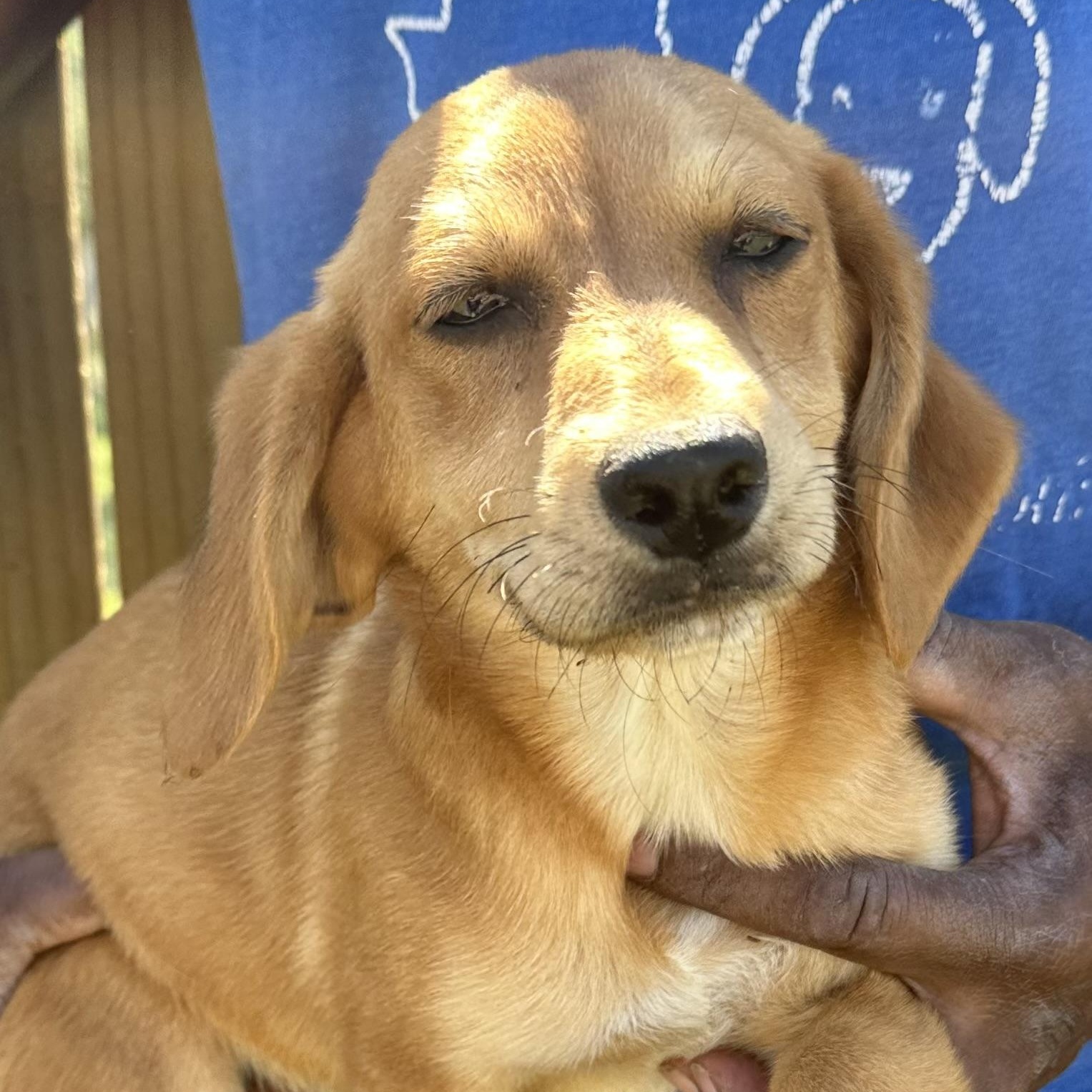 Enlarge Buddy - Local April 10-12, a found mixed breed in North Smithfield, RI image 4/6