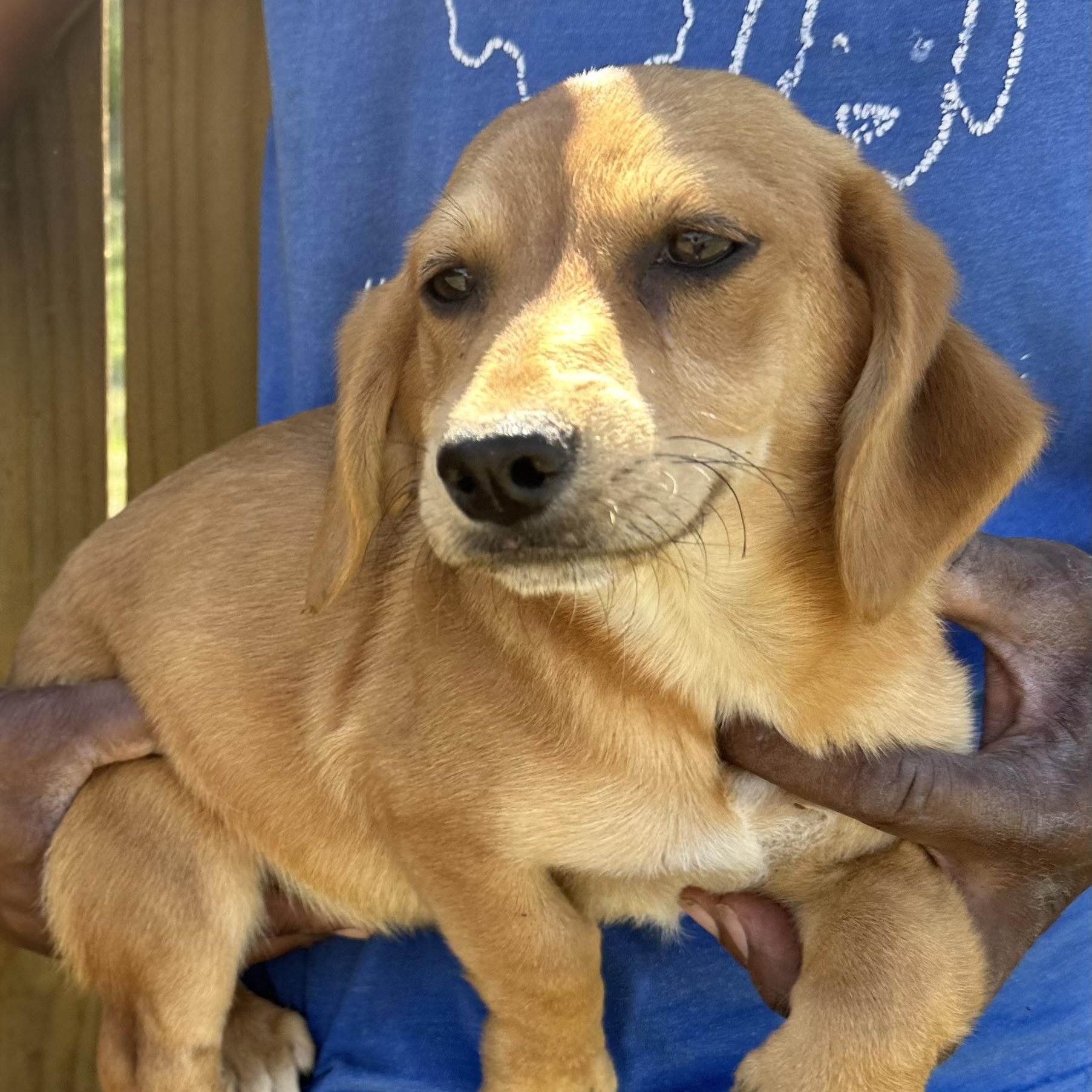 Enlarge Buddy - Local April 10-12, a found mixed breed in North Smithfield, RI image 3/6