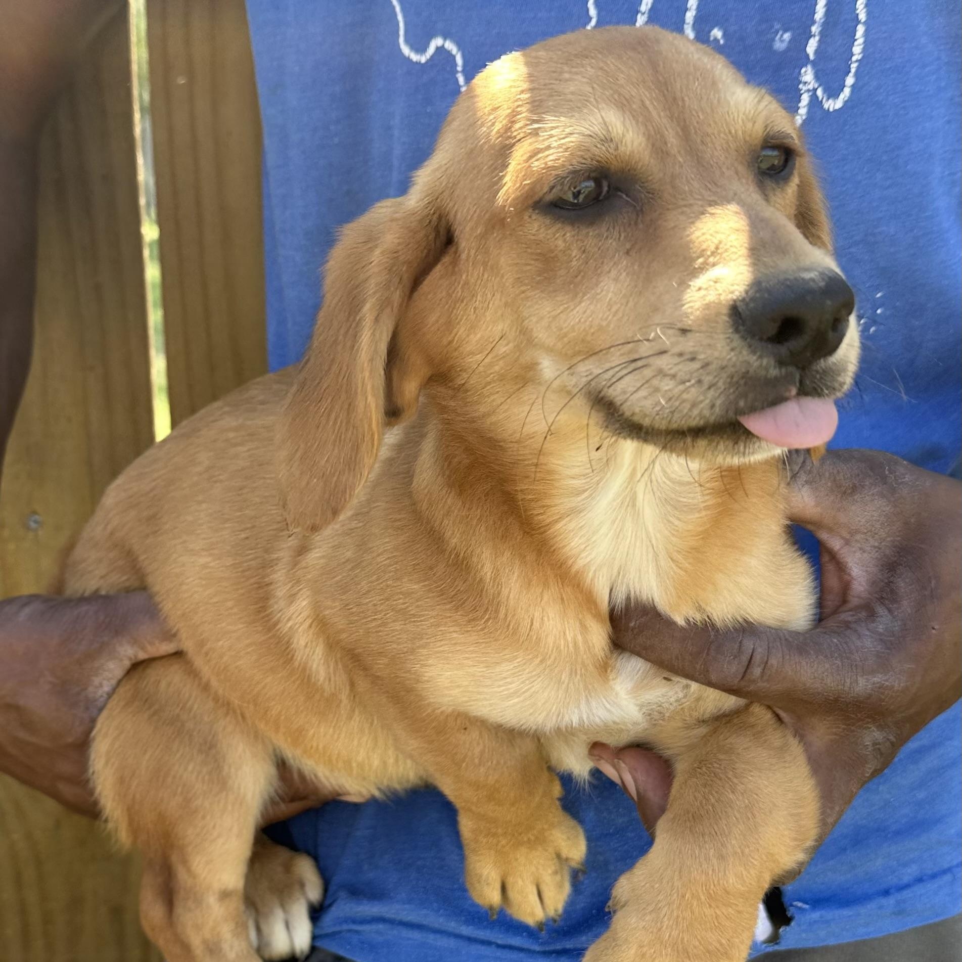 Enlarge Buddy - Local April 10-12, a found mixed breed in North Smithfield, RI image 6/6