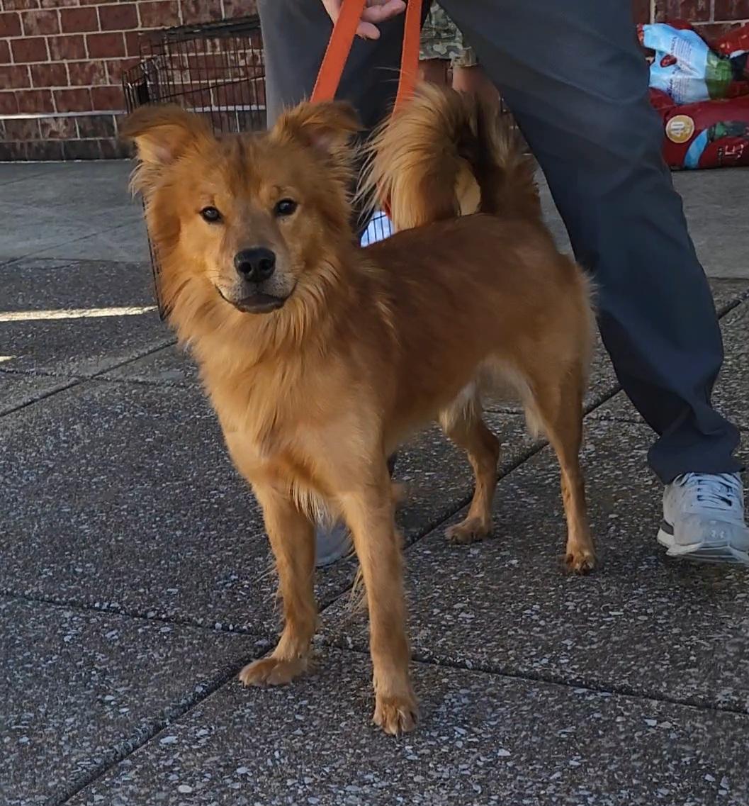 Uri, Adoptable, Adult Male Golden Retriever.