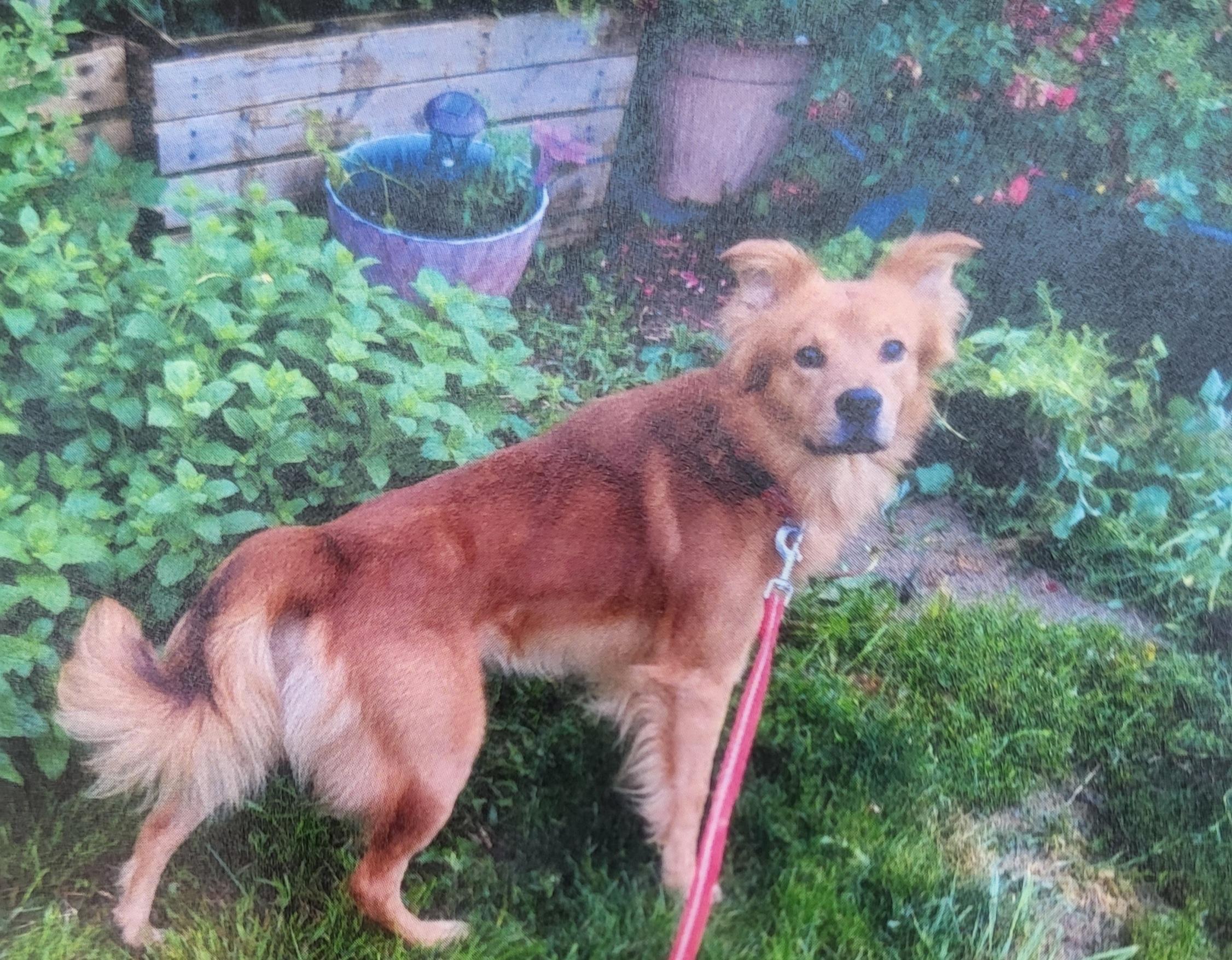 Enlarge Uri, a Adoptable mixed breed in Evansville, IN image 2/2