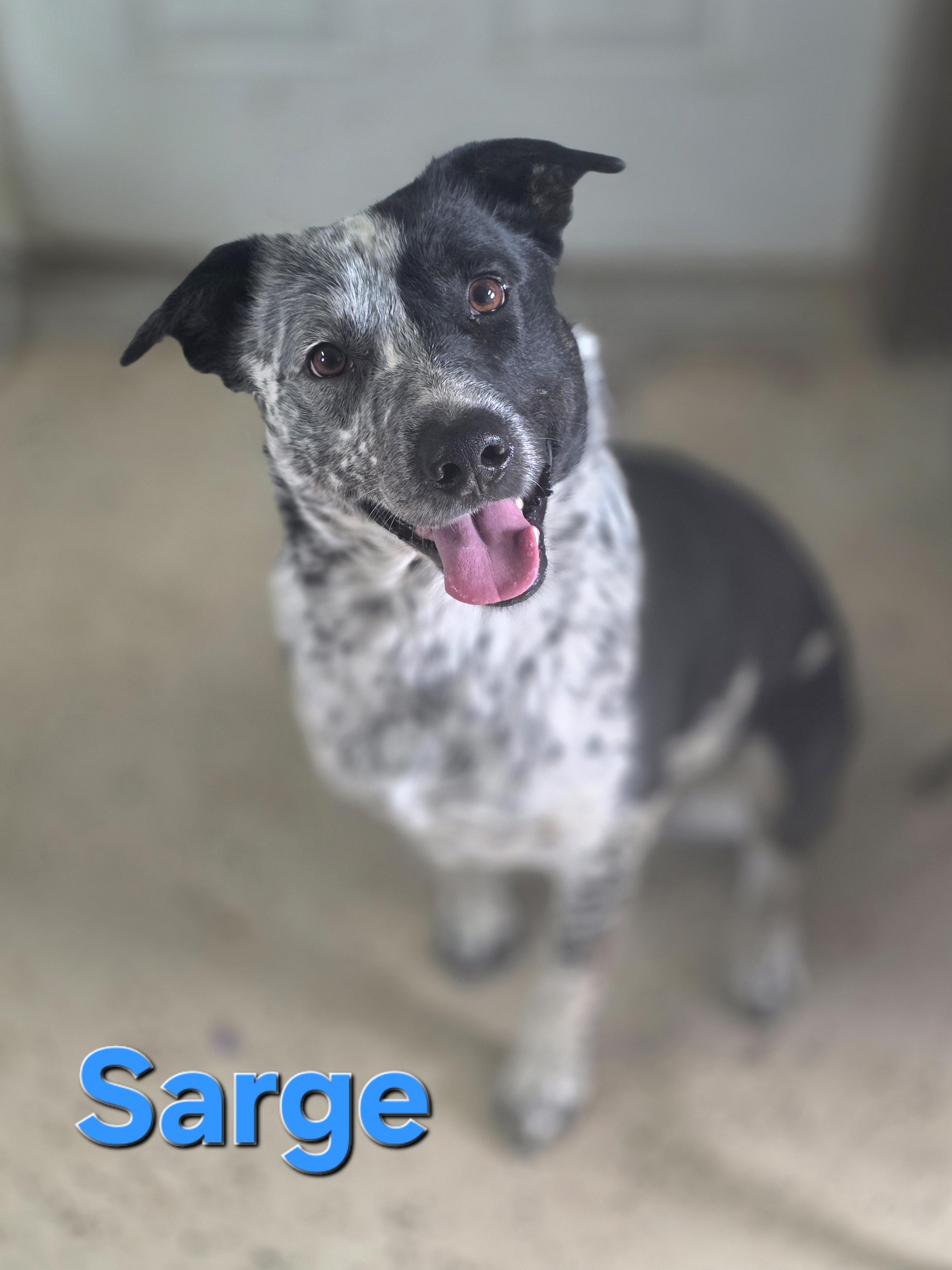 Sarge, adopted, Adult Male Australian Cattle Dog / Blue Heeler.