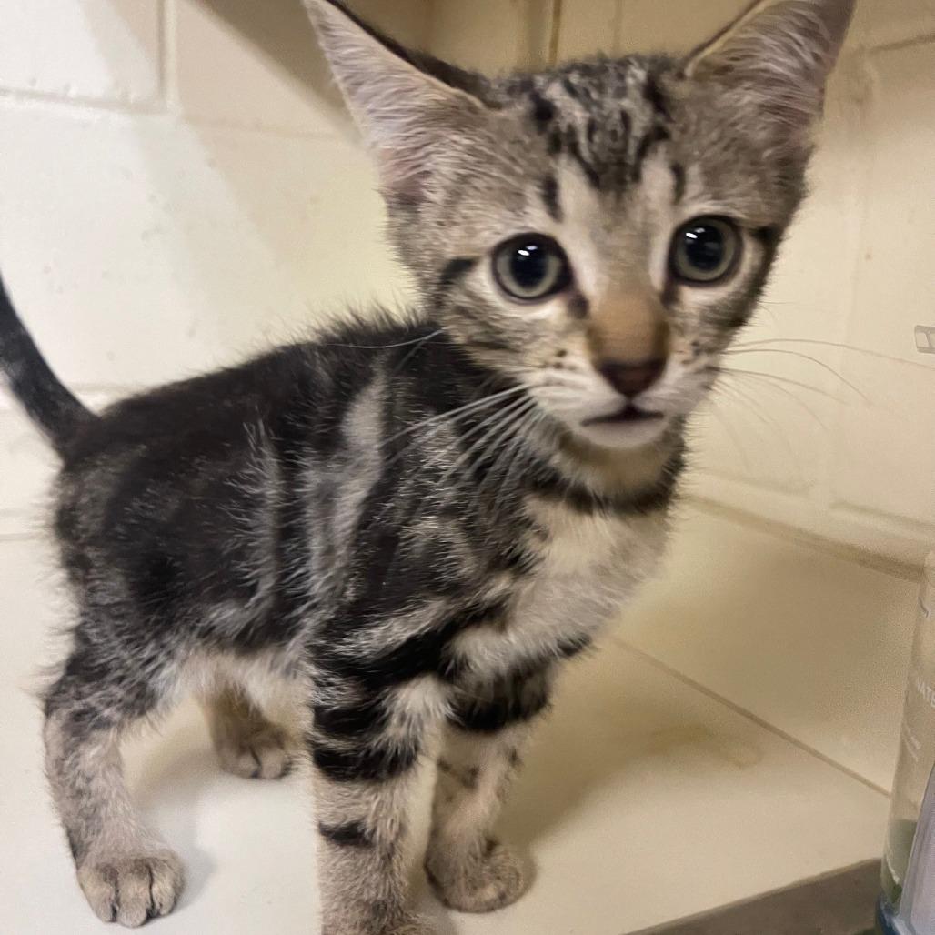 Tatum, a Adoptable Domestic Short Hair in Valley, AL image 1/2