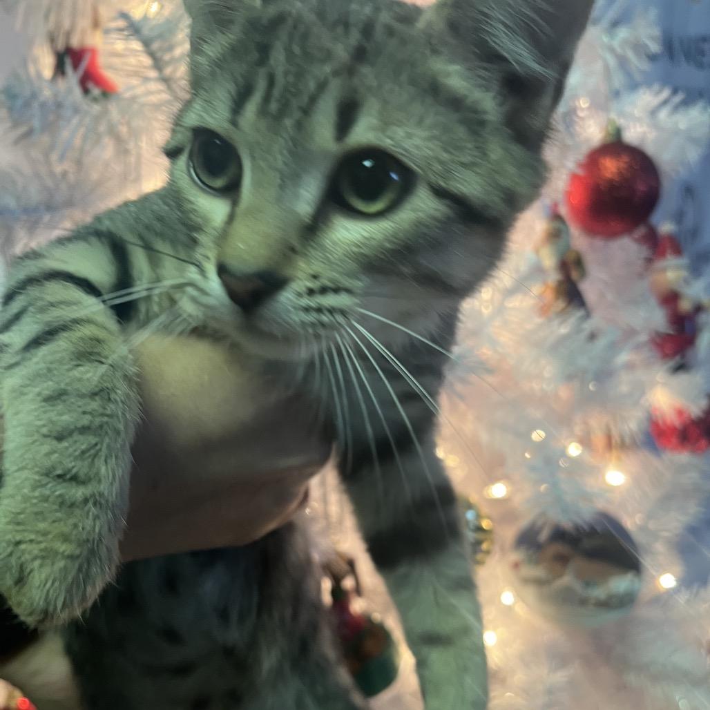 Tatum, a Adoptable Domestic Short Hair in Valley, AL image 2/2