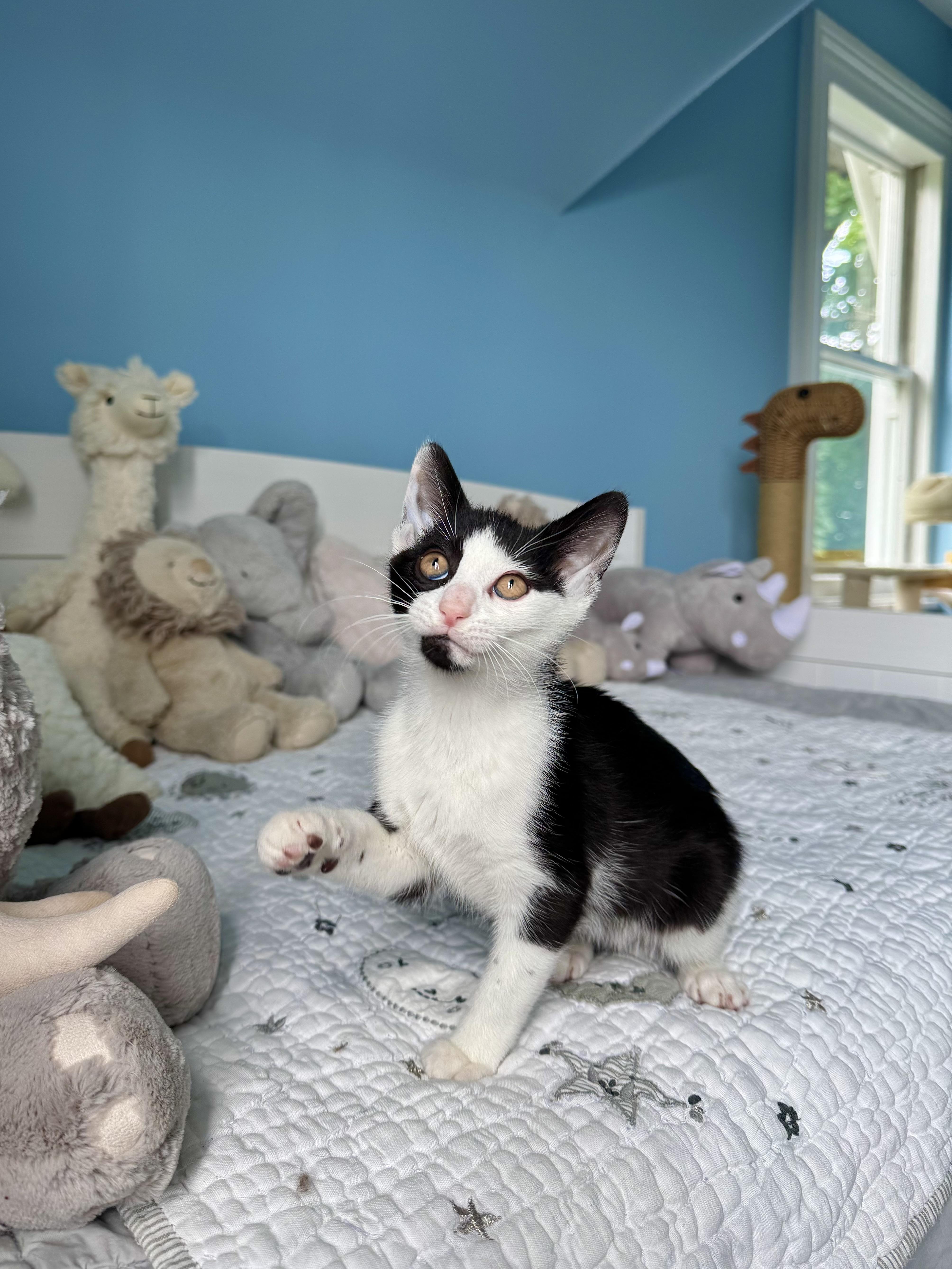 Enlarge Mako, a ADOPTABLE Domestic Short Hair in Ramsey, NJ image 1/6