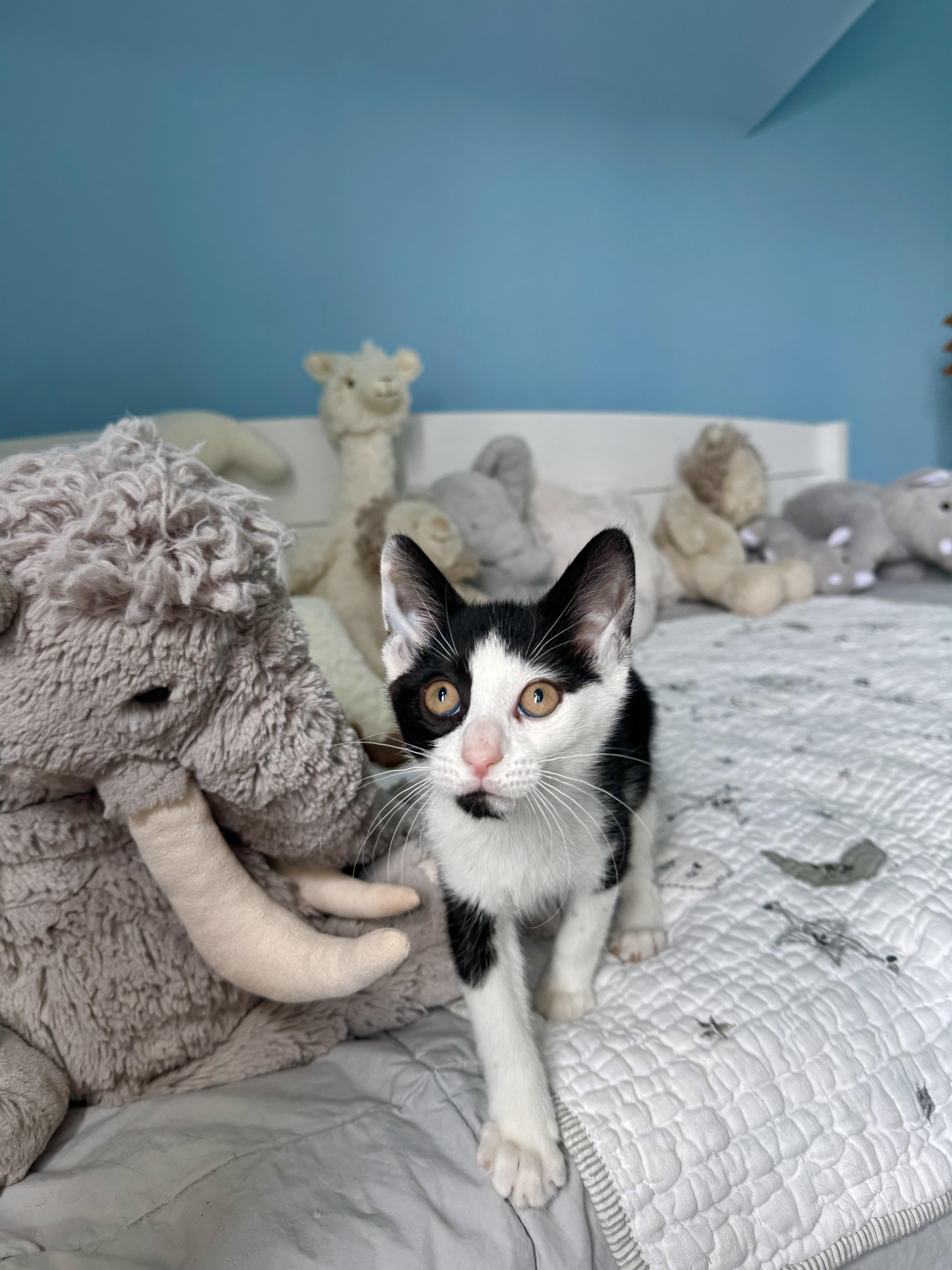 Enlarge Mako, a ADOPTABLE Domestic Short Hair in Ramsey, NJ image 5/6