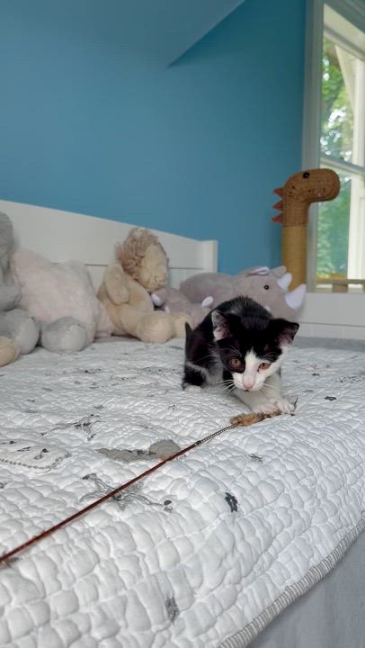 Enlarge Mako, a ADOPTABLE Domestic Short Hair in Ramsey, NJ video 6/6