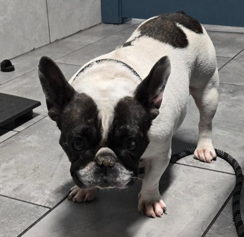 Fancy, Adoptable, Adult Female French Bulldog.