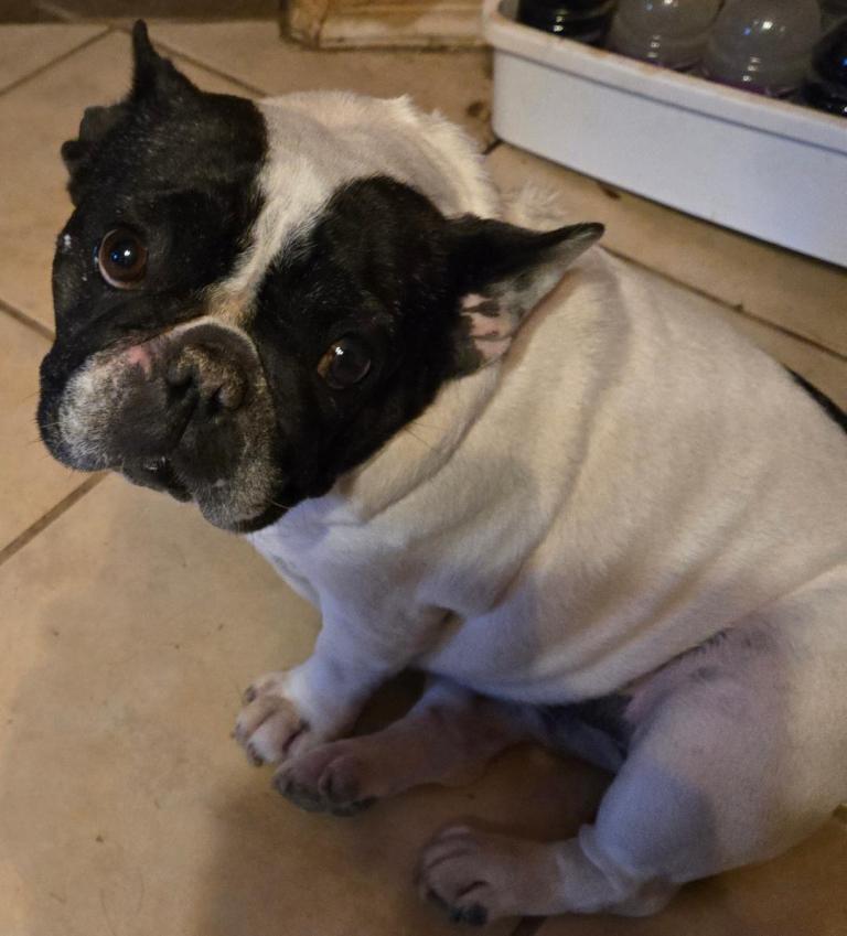 Fancy, Adopted, Adult Female French Bulldog.