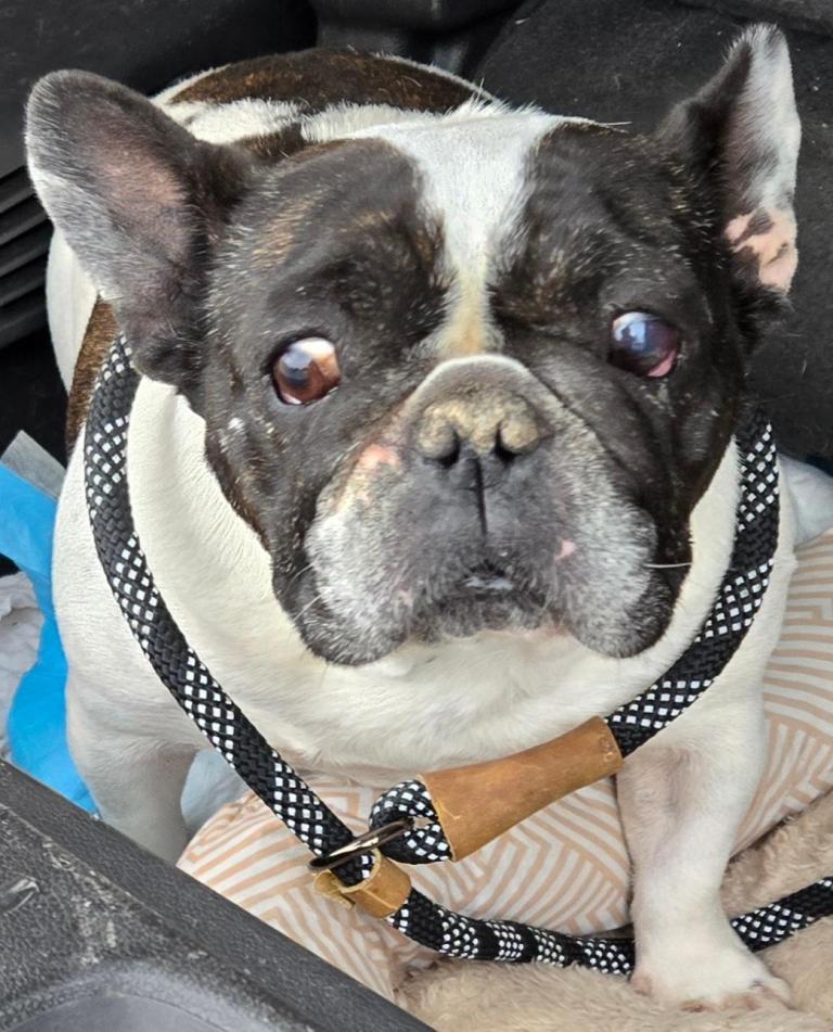 Enlarge Fancy, a Adoptable French Bulldog in San Antonio, TX image 3/3