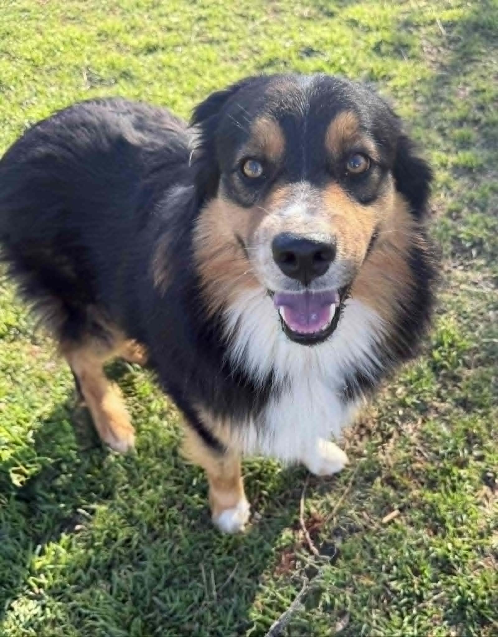 Steve, ADOPTABLE, Adult Male Australian Shepherd.